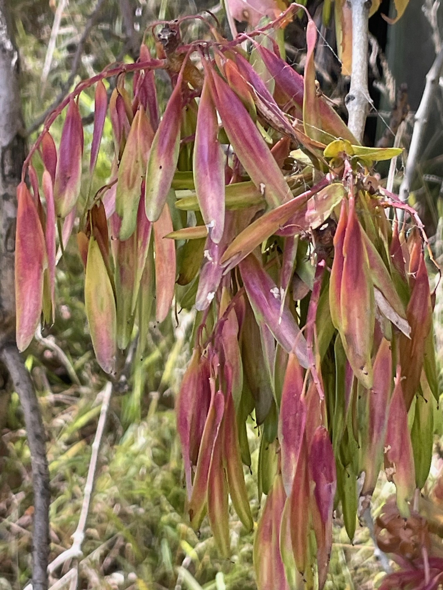 Close-up of wilted, reddish-pink leaves on a plant with some dried stems and branches behind.