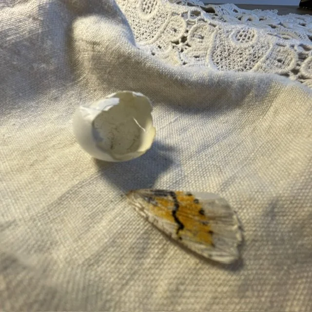 A broken eggshell, a butterfly with yellow and black wings, and lace fabric on a textured white cloth surface.