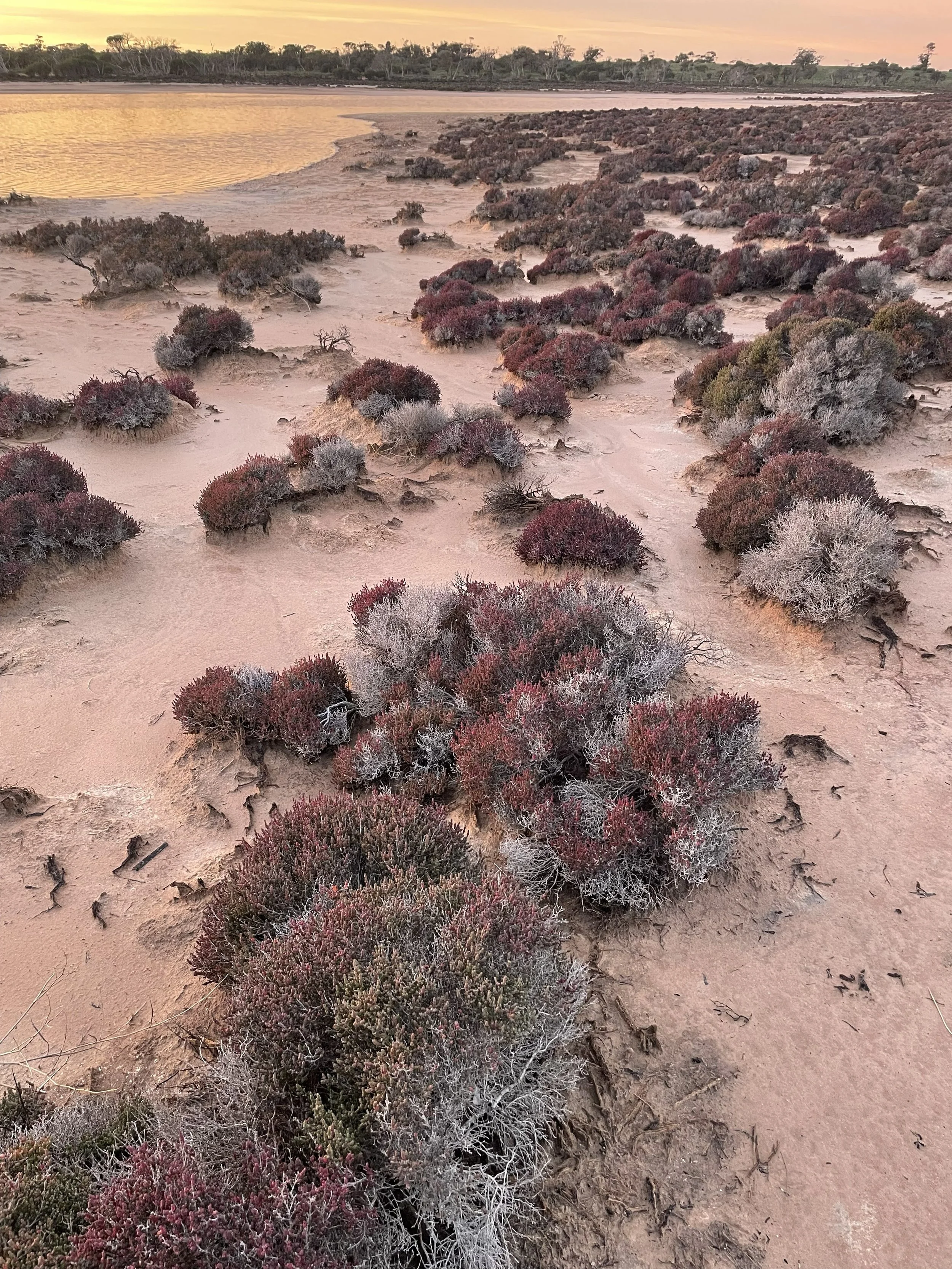 Coastal landscape featuring sandy terrain with clusters of low shrubs and bushes, near a body of water, under a sky with soft pink and orange hues at sunset or sunrise.