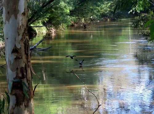 Two birds flying over a calm river surrounded by green trees.