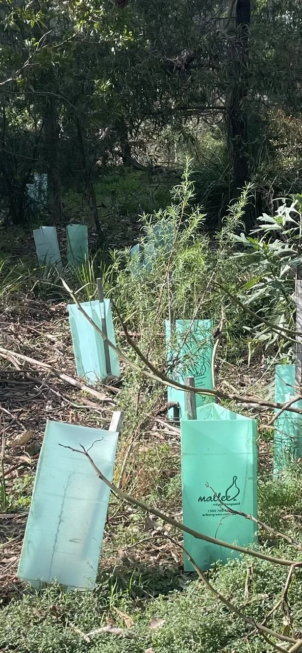 Young trees protected by light blue plastic tree guards in a forested area.