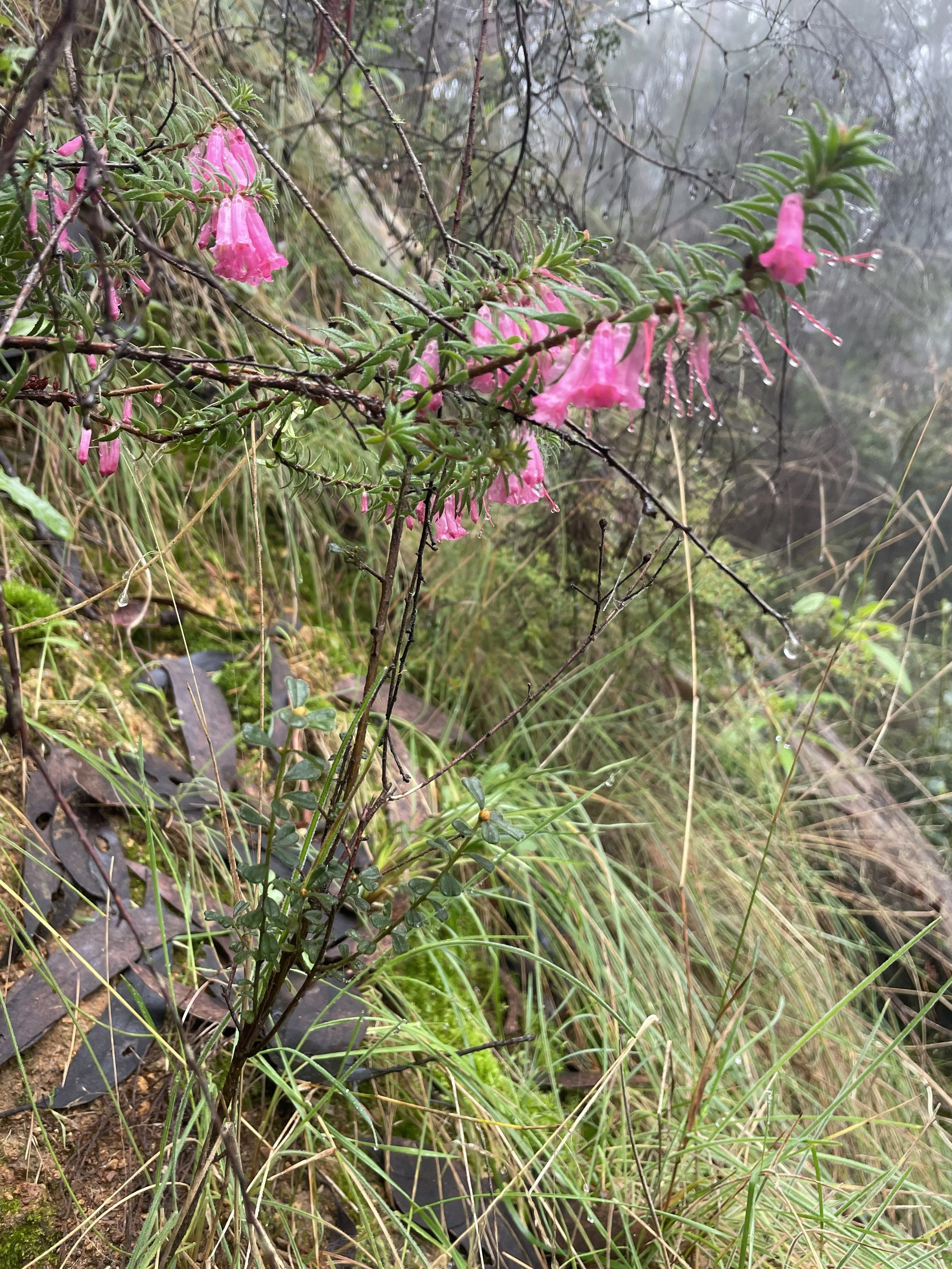 Close-up of pink bell-shaped flowers on a branch in a misty, grassy environment.