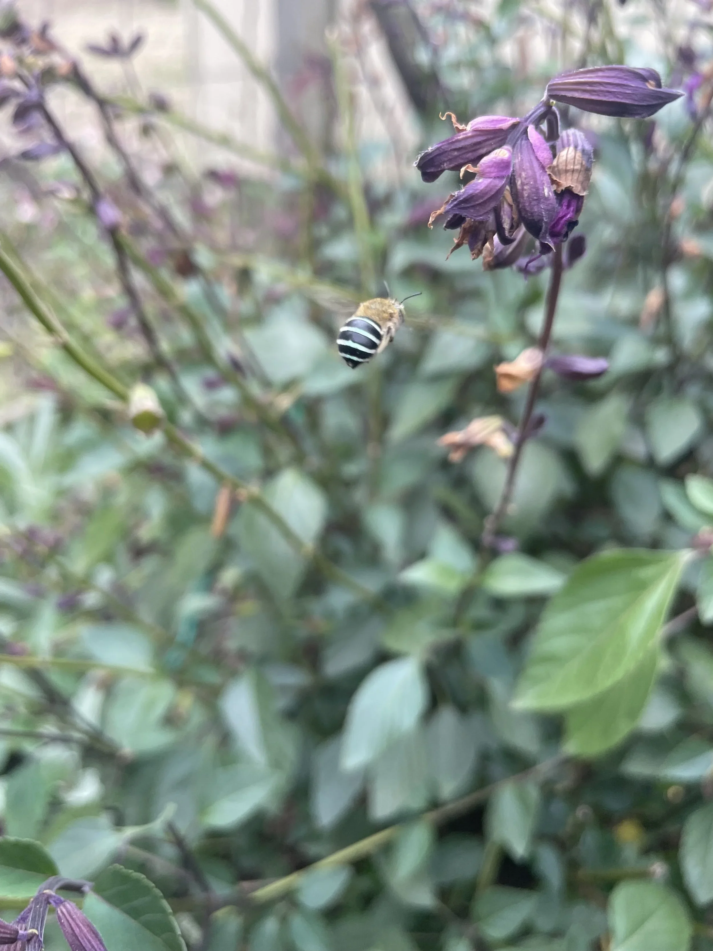 Close-up of purple flowers and a bee with black and white stripes on its abdomen among green leaves.