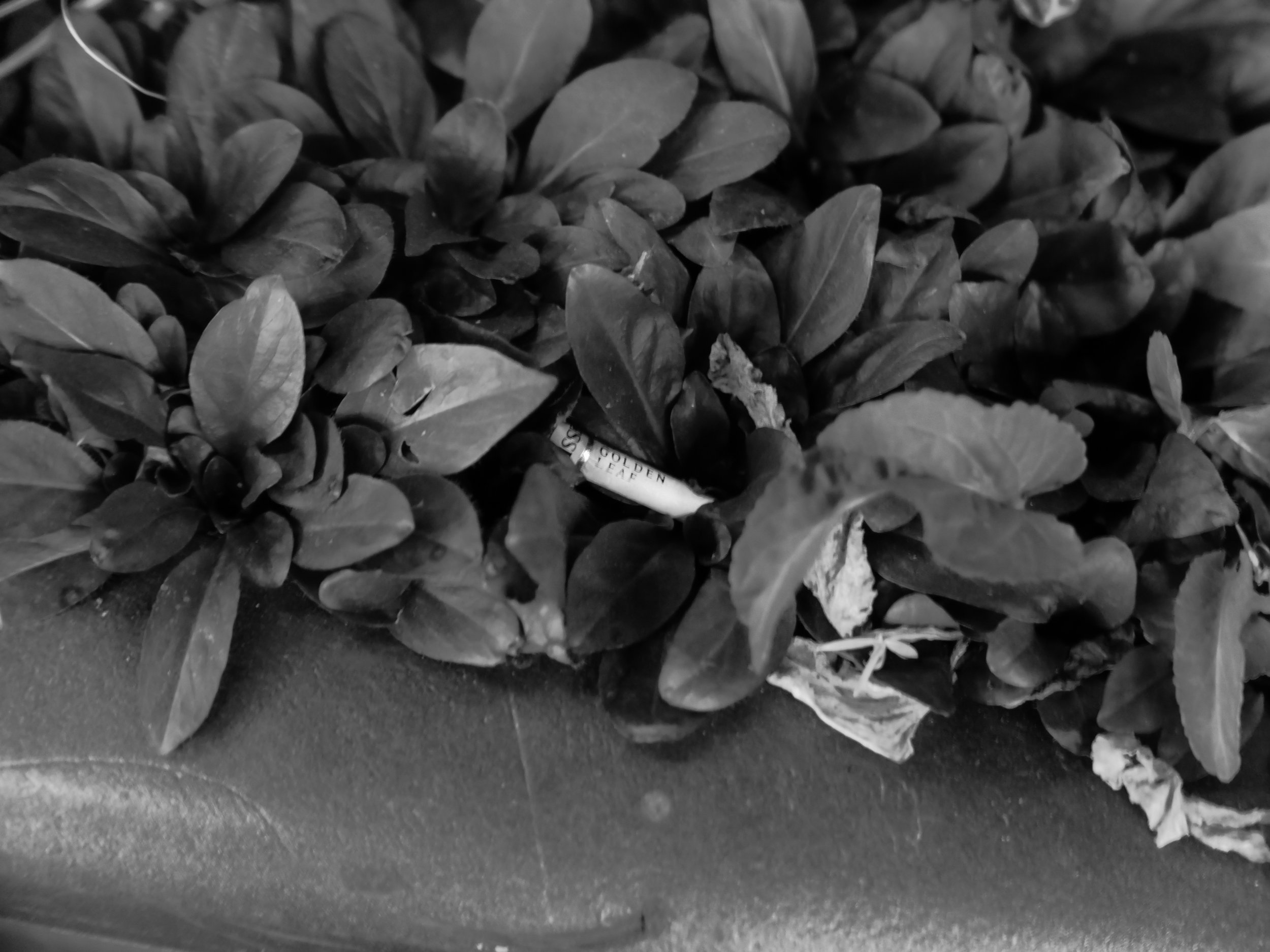 A close-up black-and-white photo of a pile of fresh leaves and a rolled cigarette with a label that reads 'GOLDEN LEAF'.