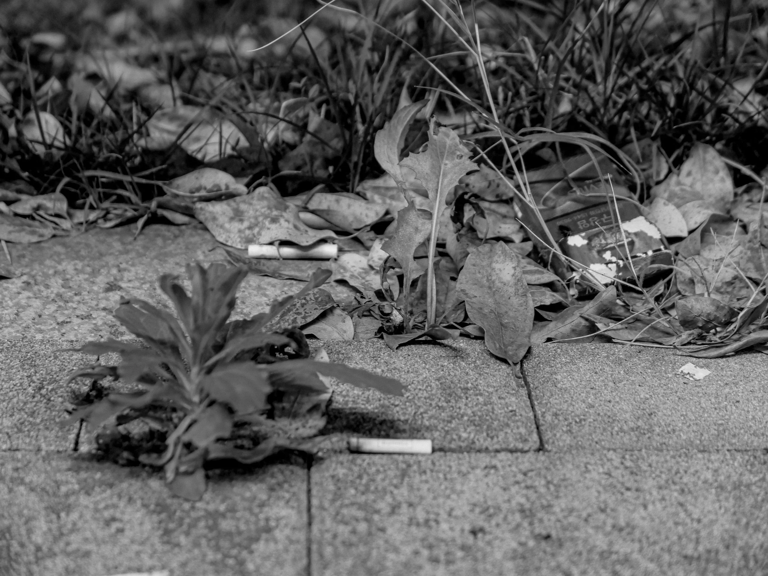 Black and white photo of fallen leaves and grass on the ground with a discarded cigarette butt and a partially visible card or paper.