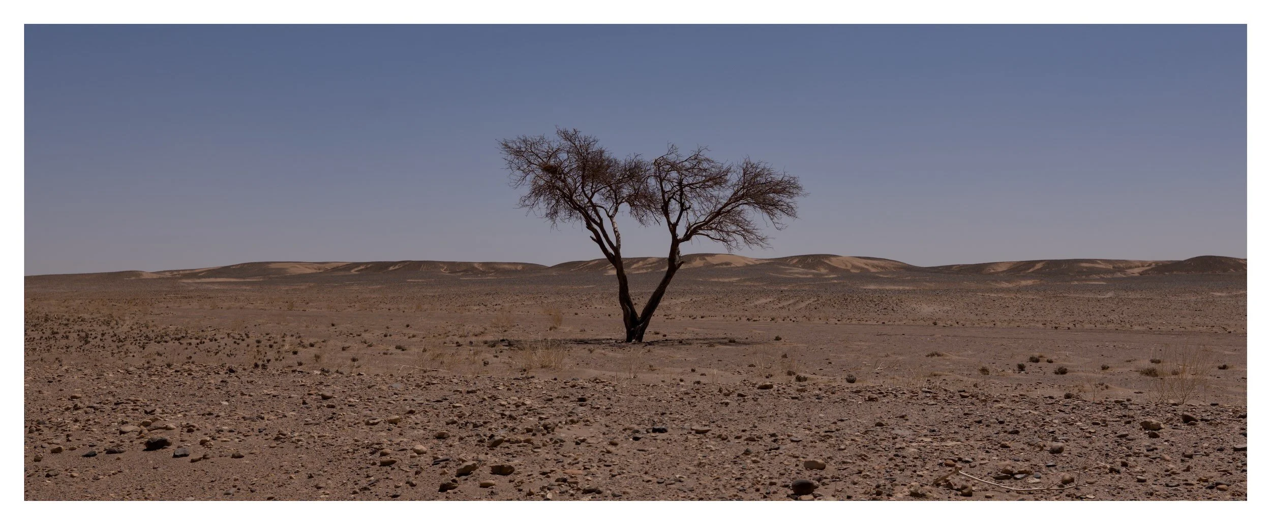 A solitary, leafless tree in a barren, desert landscape with sand dunes in the background under a clear blue sky.