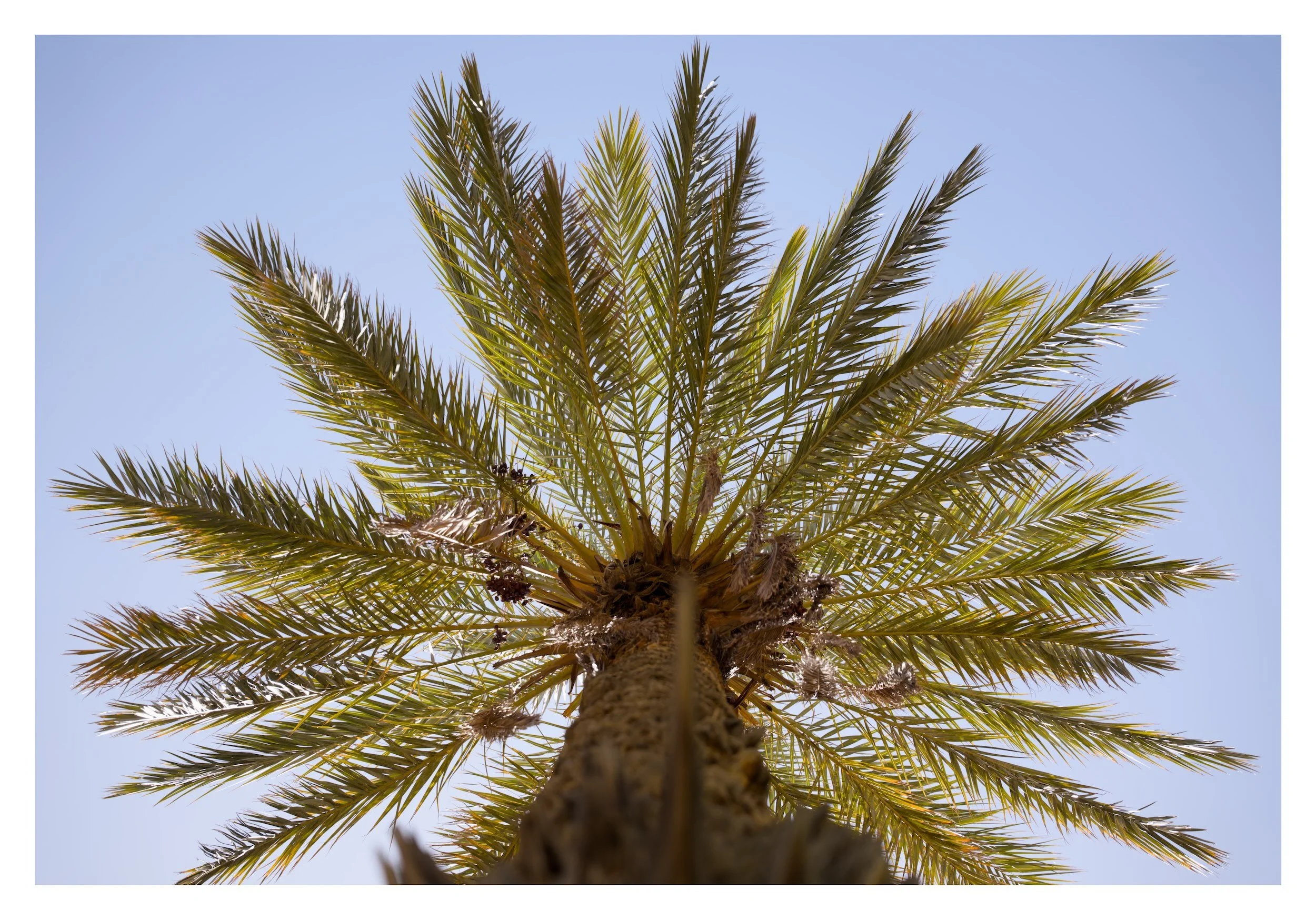 Looking up a palm tree against a clear blue sky.