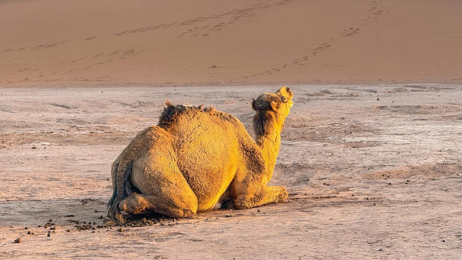 Un dromadaire allongé dans le désert du Maroc avec des dunes en arrière-plan.