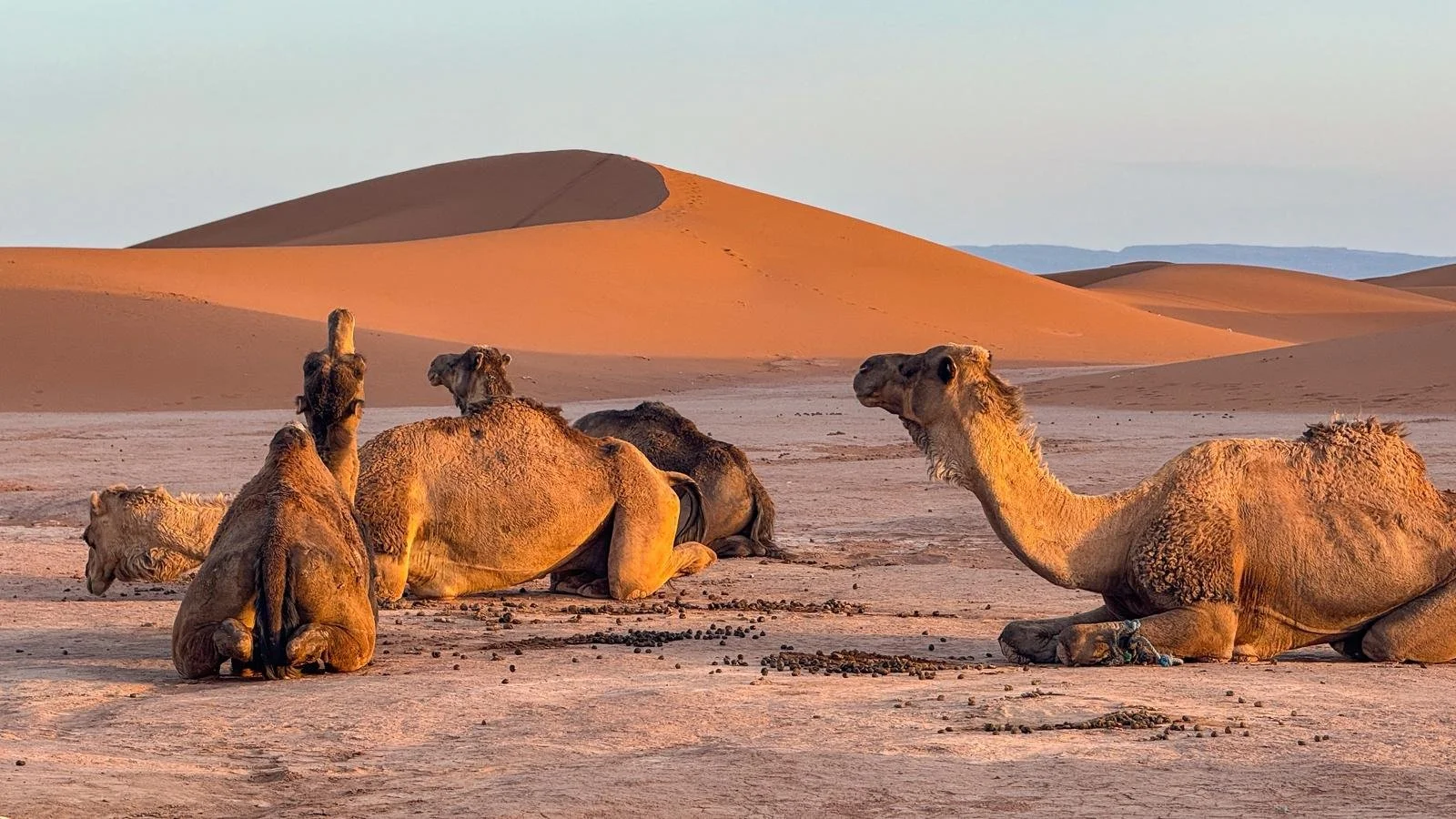 Des dromadaires reposent dans un désert avec des dunes de sable au coucher du soleil. L'un d'eux regarde le ciel. 