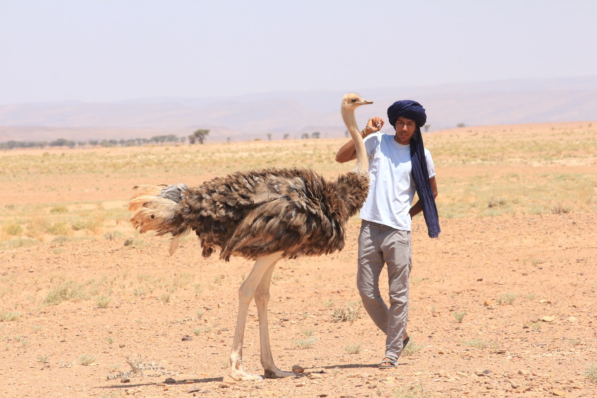 Un nomade marocain dans le désert avec une autruche. L'homme porte un turban noir, un t-shirt blanc et un pantalon léger, l'autruche se tient à côté de lui dans un paysage désertique avec peu de végétation et des collines en arrière-plan.