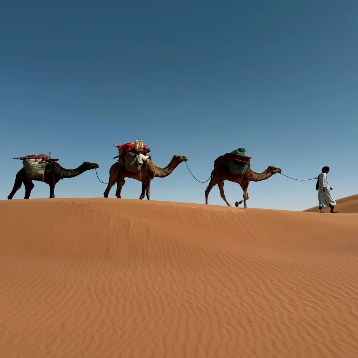 Un nomade guidant une caravane de trois dromadaire dans le désert, sous un ciel bleu clair.