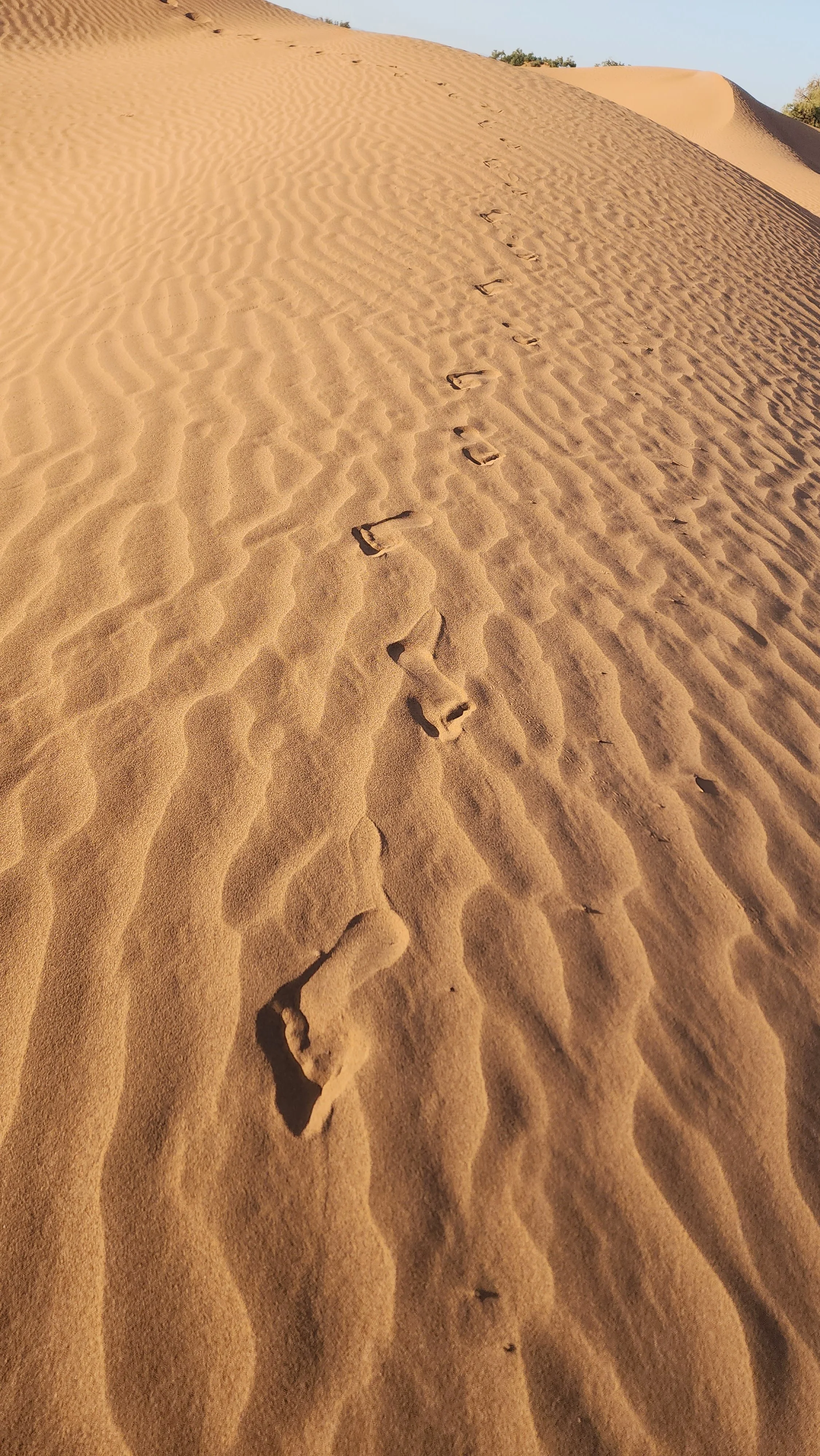 Empreintes de pas dans du sable dans un désert.