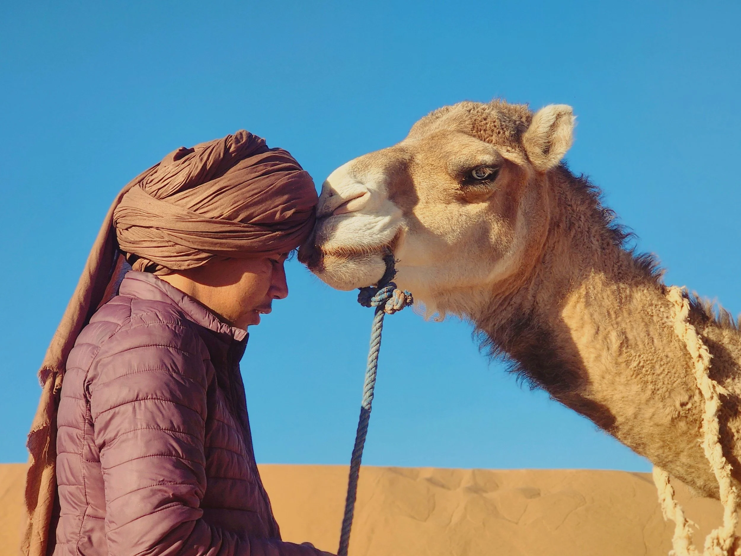 Un nomade du Maroc avec un turban marron noué sur sa tête, partage un moment de connexion avec un dromadaire en posant sa tête sur la sienne, sous magnifique ciel bleu dans le désert.