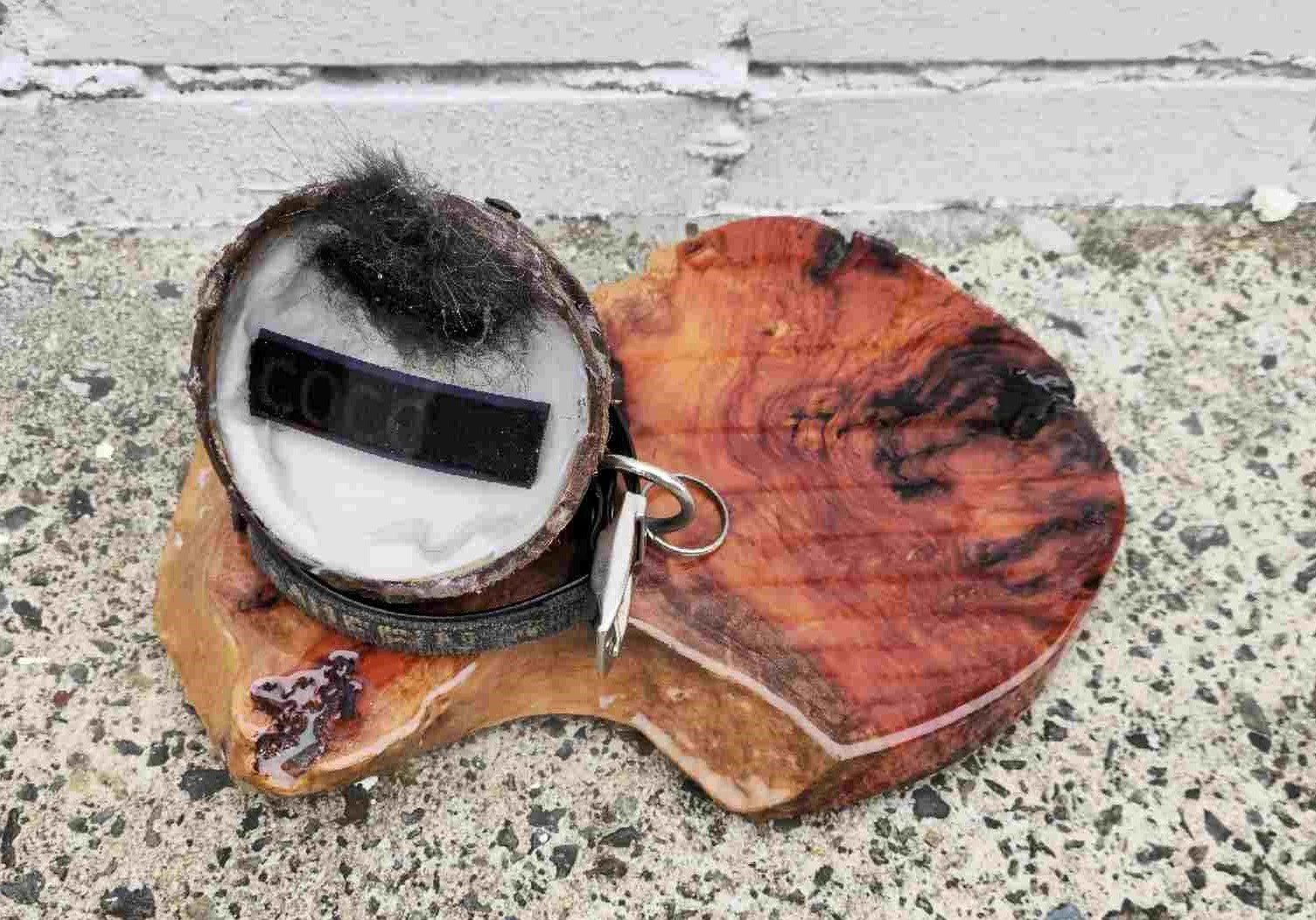 A broken piece of wood with burnt orange and black coloration, a worn dog collar, and a dog tag with the word 'COCO' on a rough concrete surface.