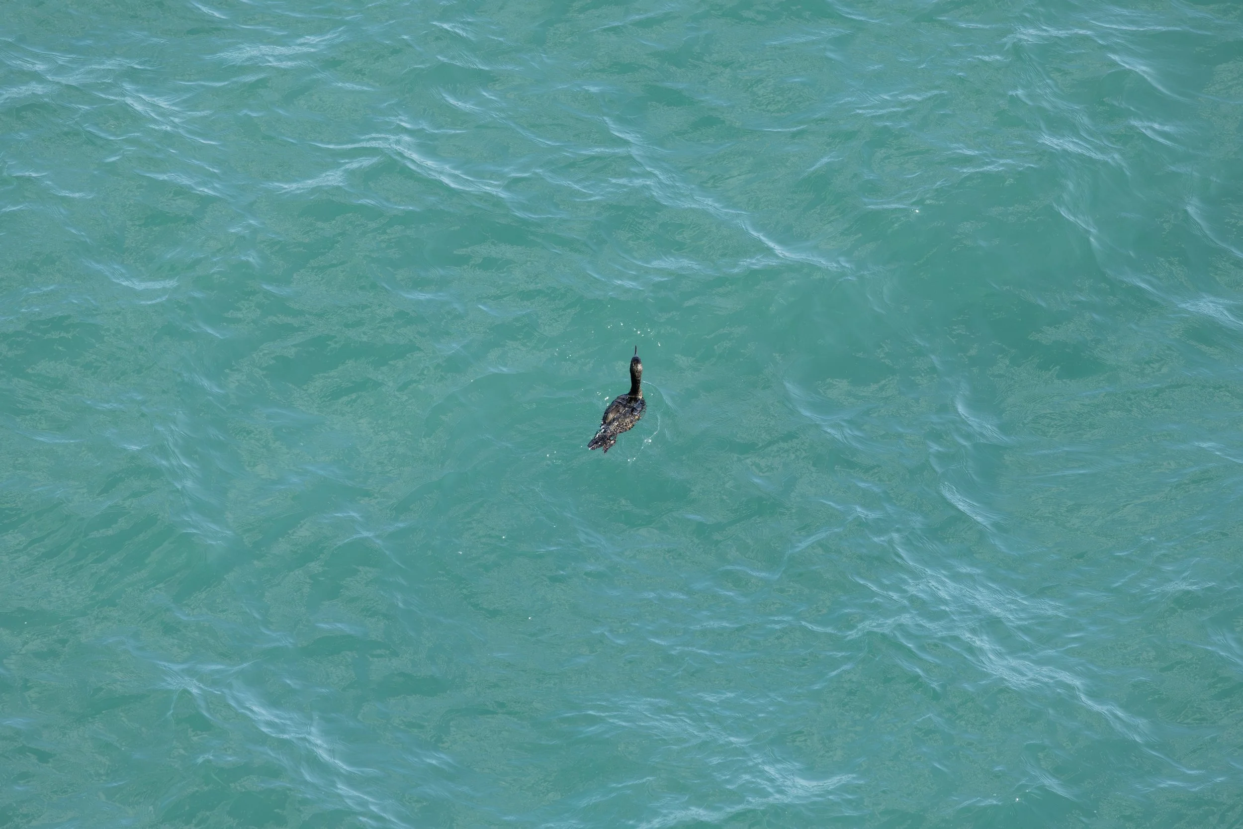 A bird swimming in turquoise water.