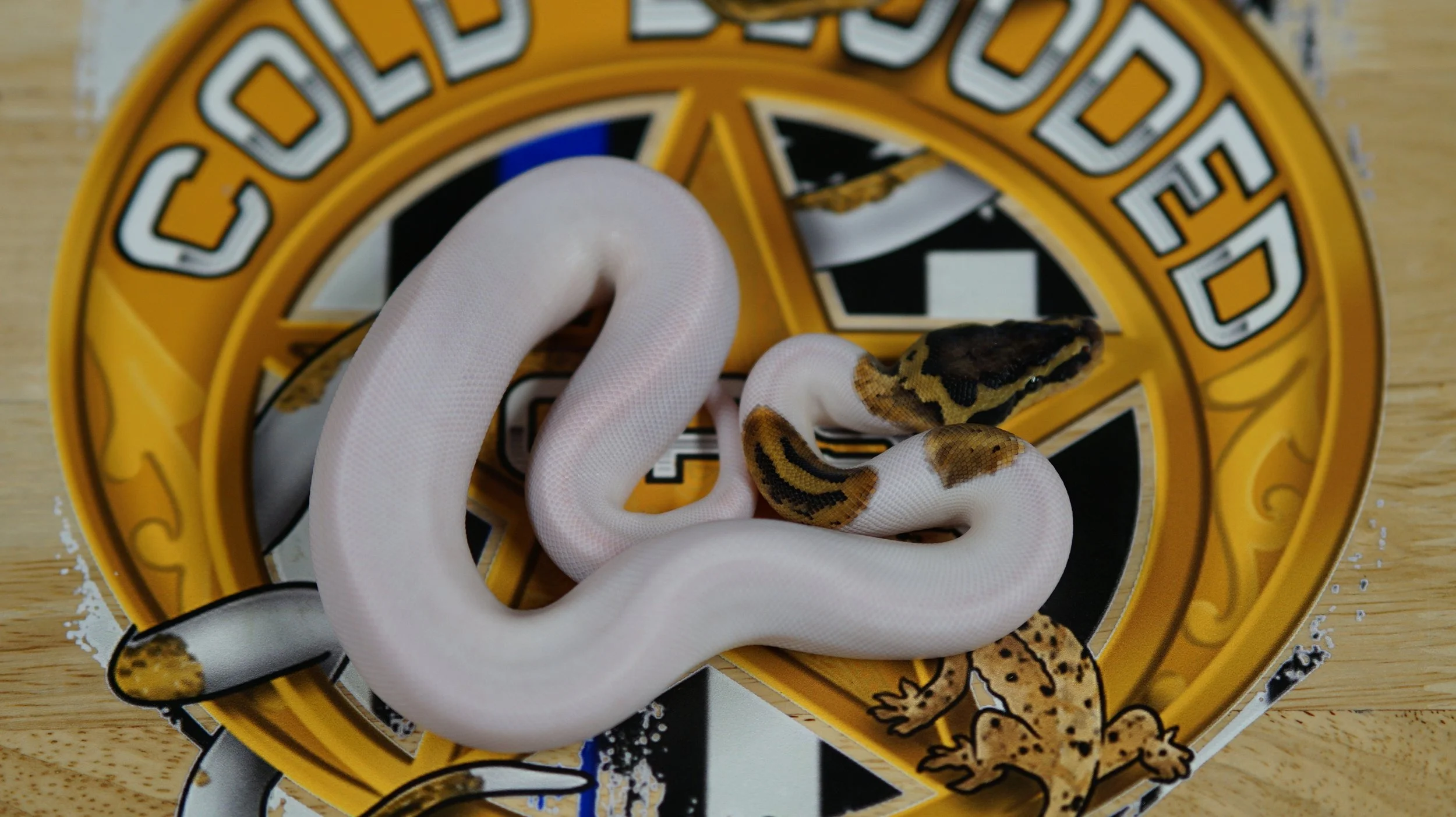 Pastel Sandblast Pied Female