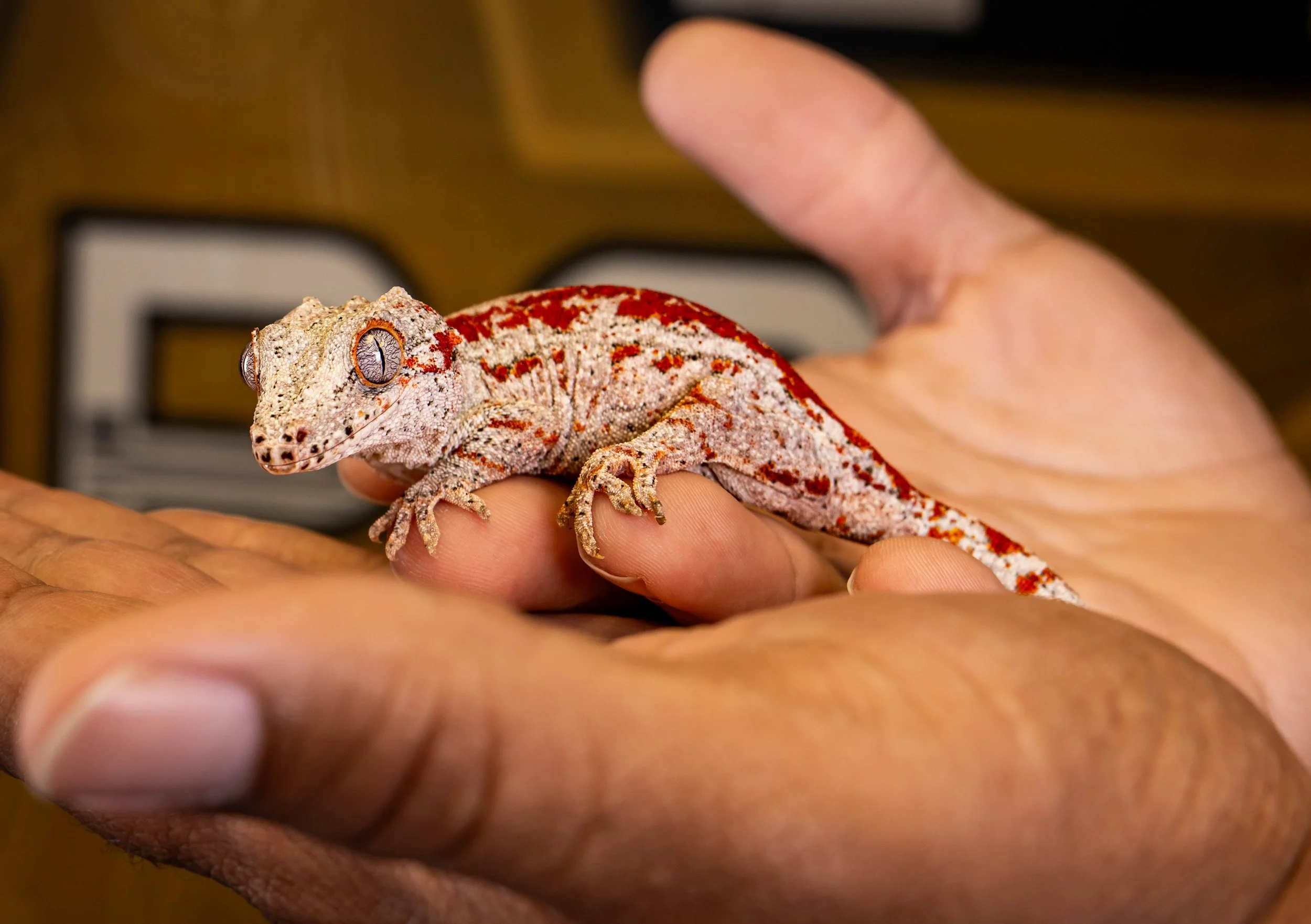 Gargoyle gecko from the Cold Blooded Ops breeding collection