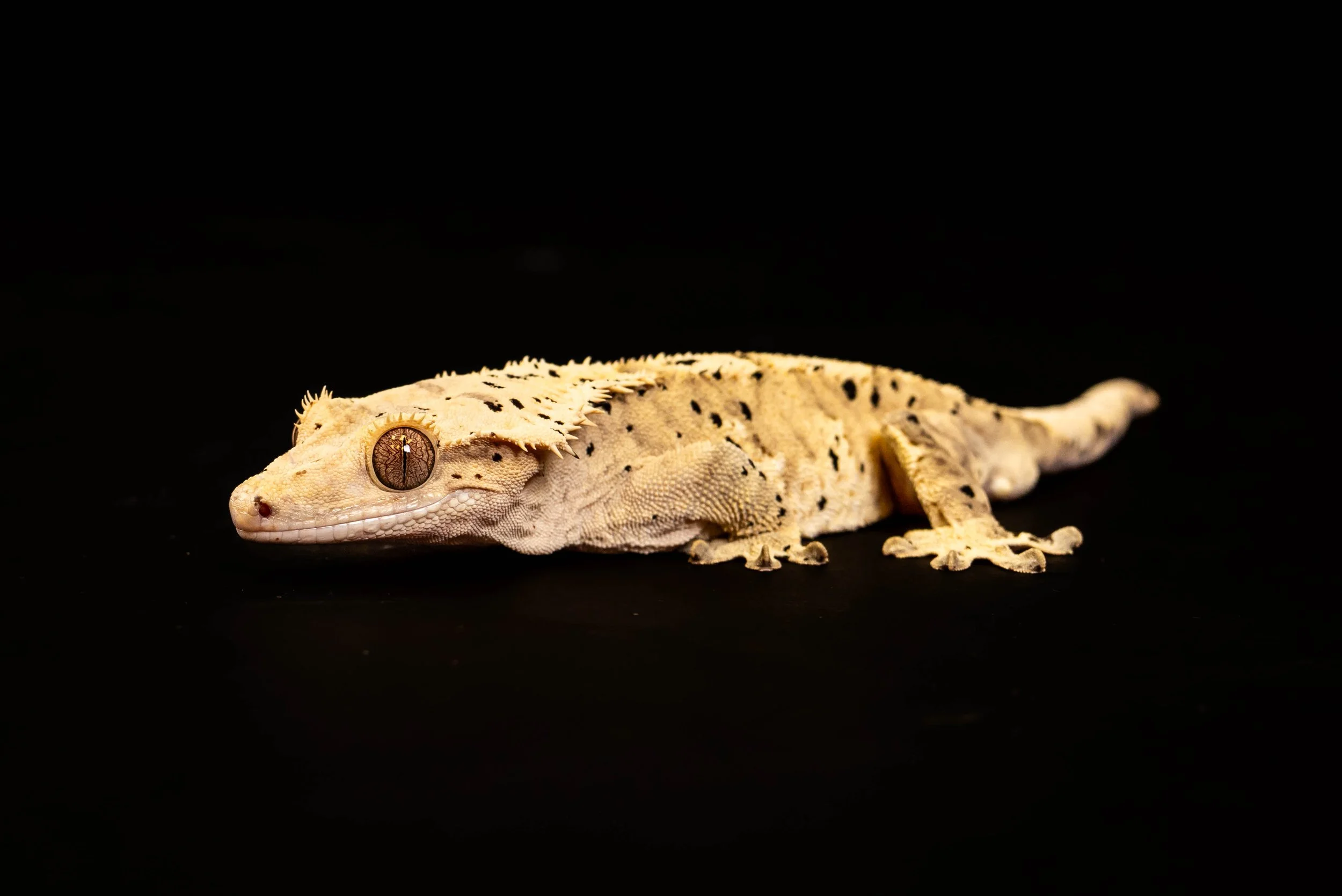 Crested gecko from the Cold Blooded Ops breeding collection.