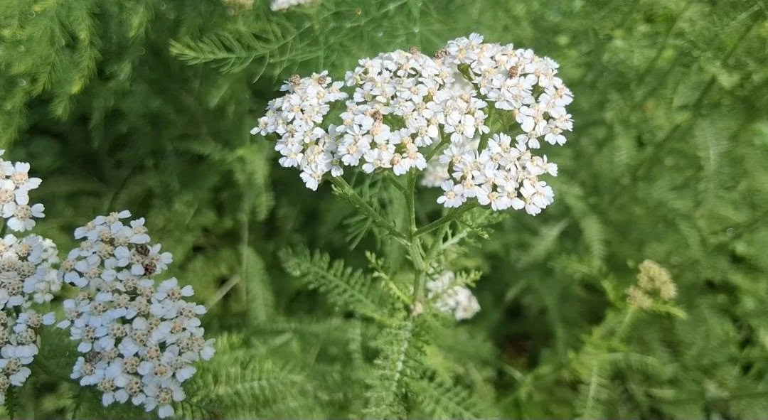yarrow top.jpg