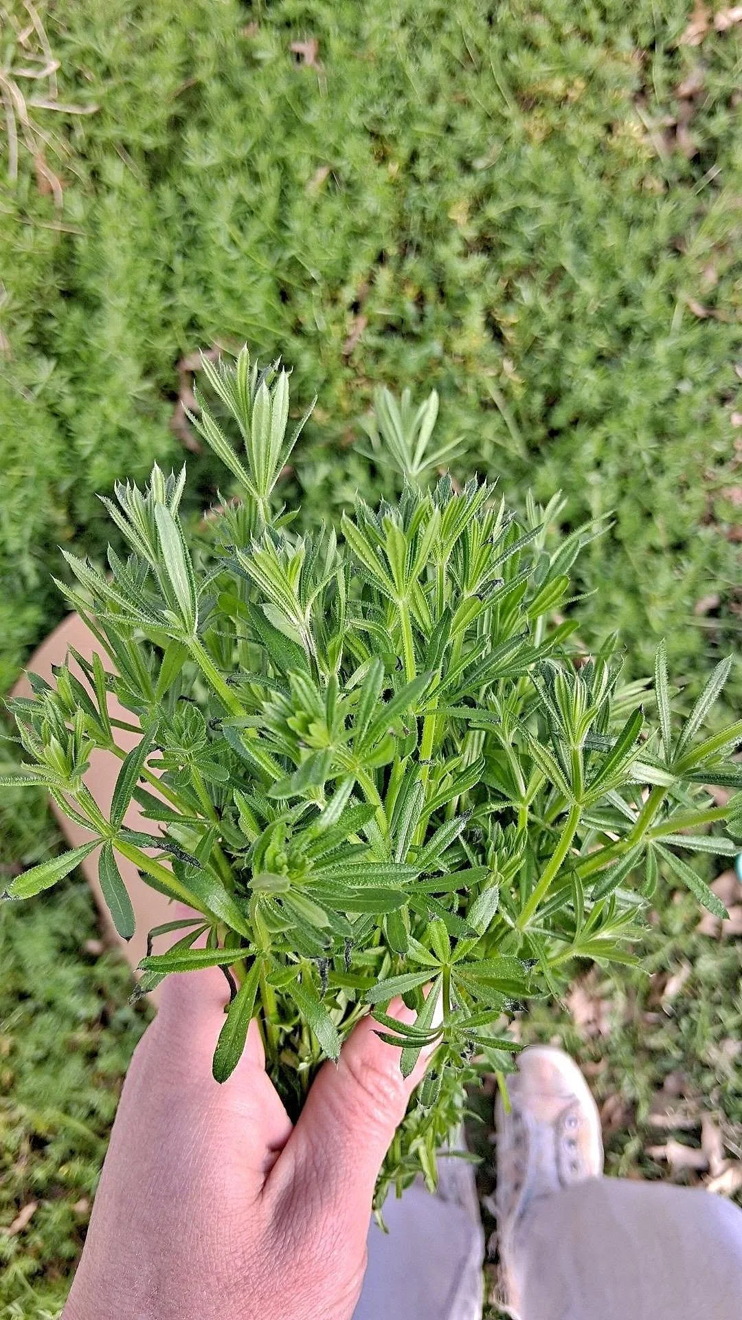 Cleavers.jpg