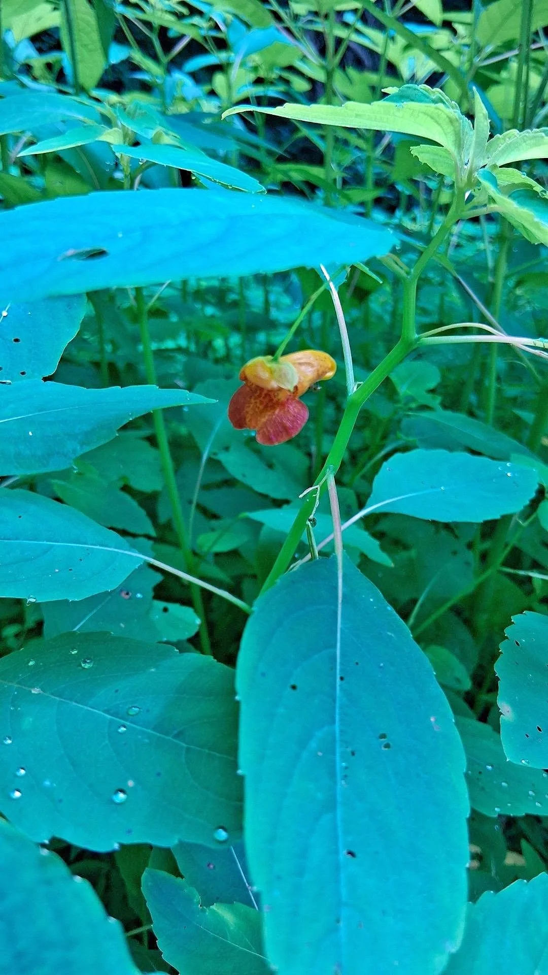 Jewelweed.jpg