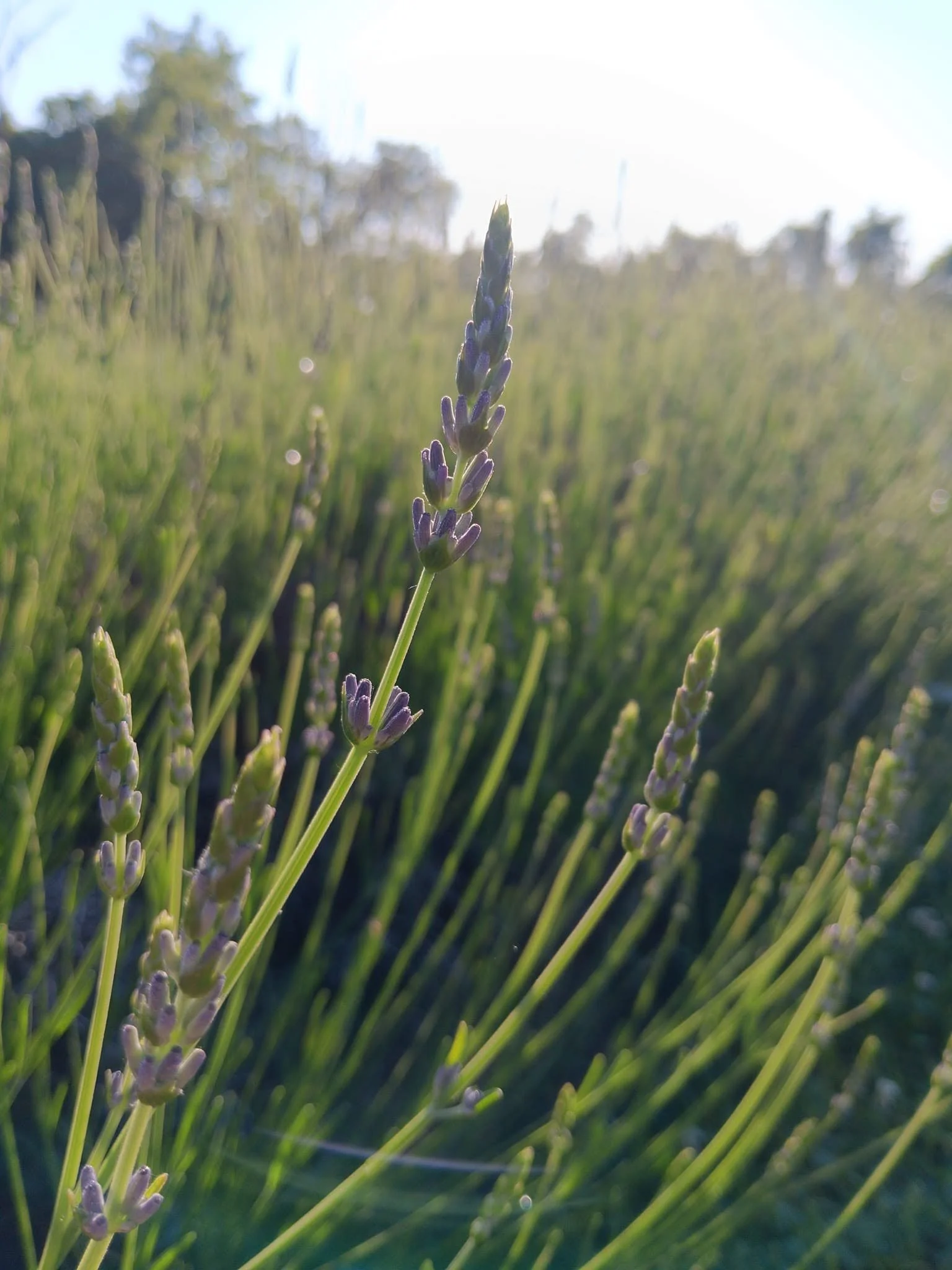 Lavender plants.jpg