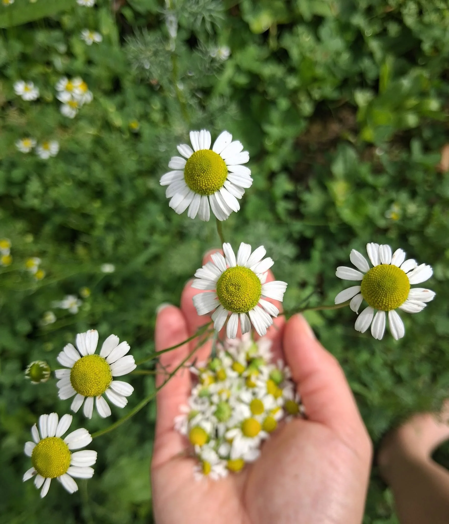 Chamomile.jpg