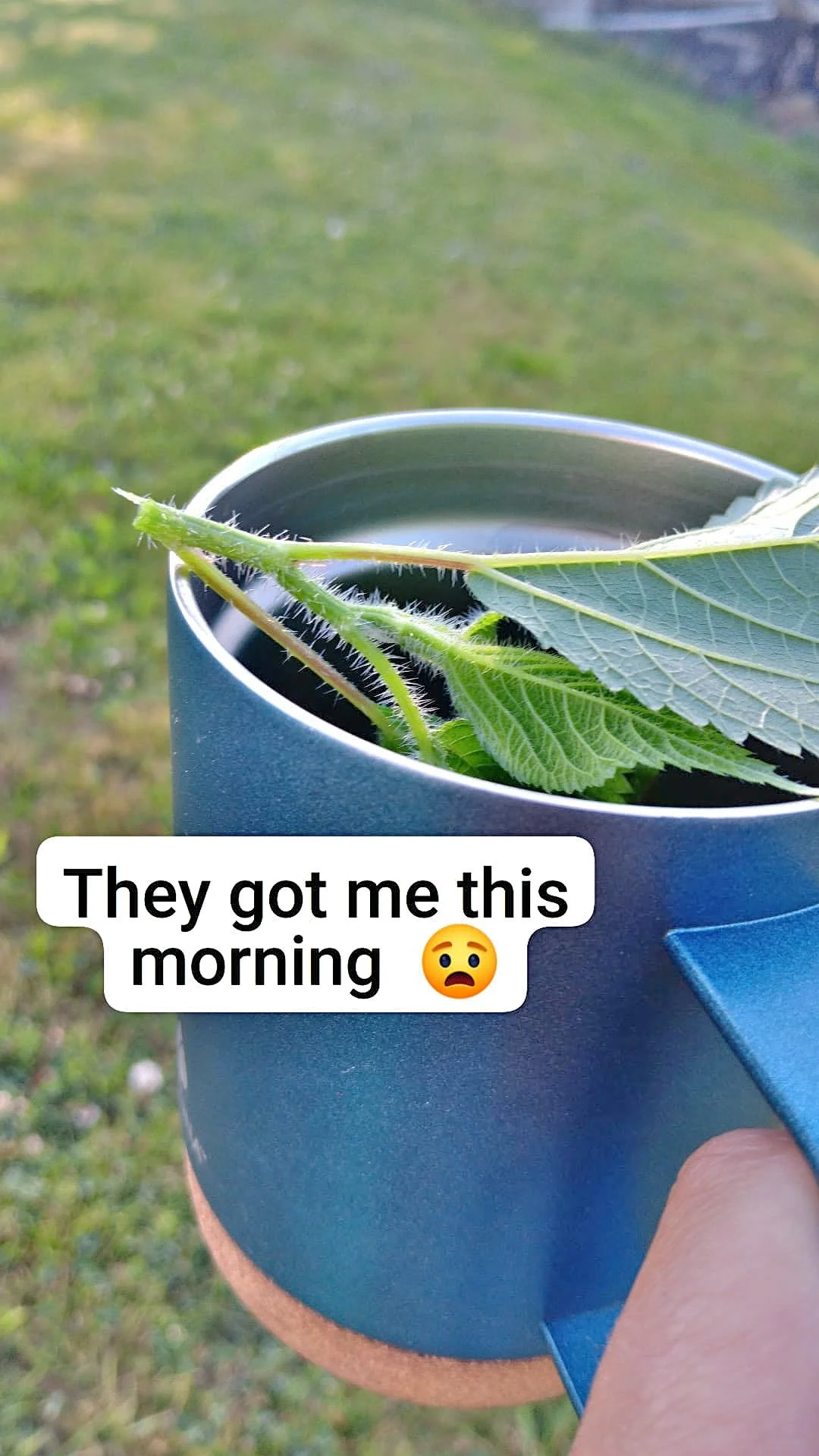 Stinging nettles.jpg