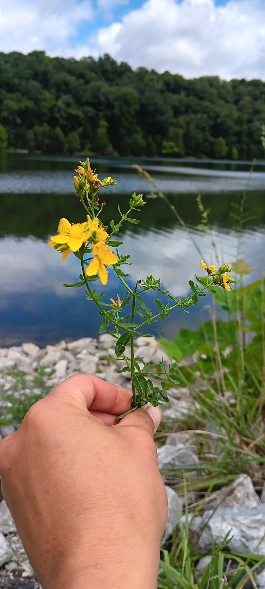 St johns wort by the lake.jpg