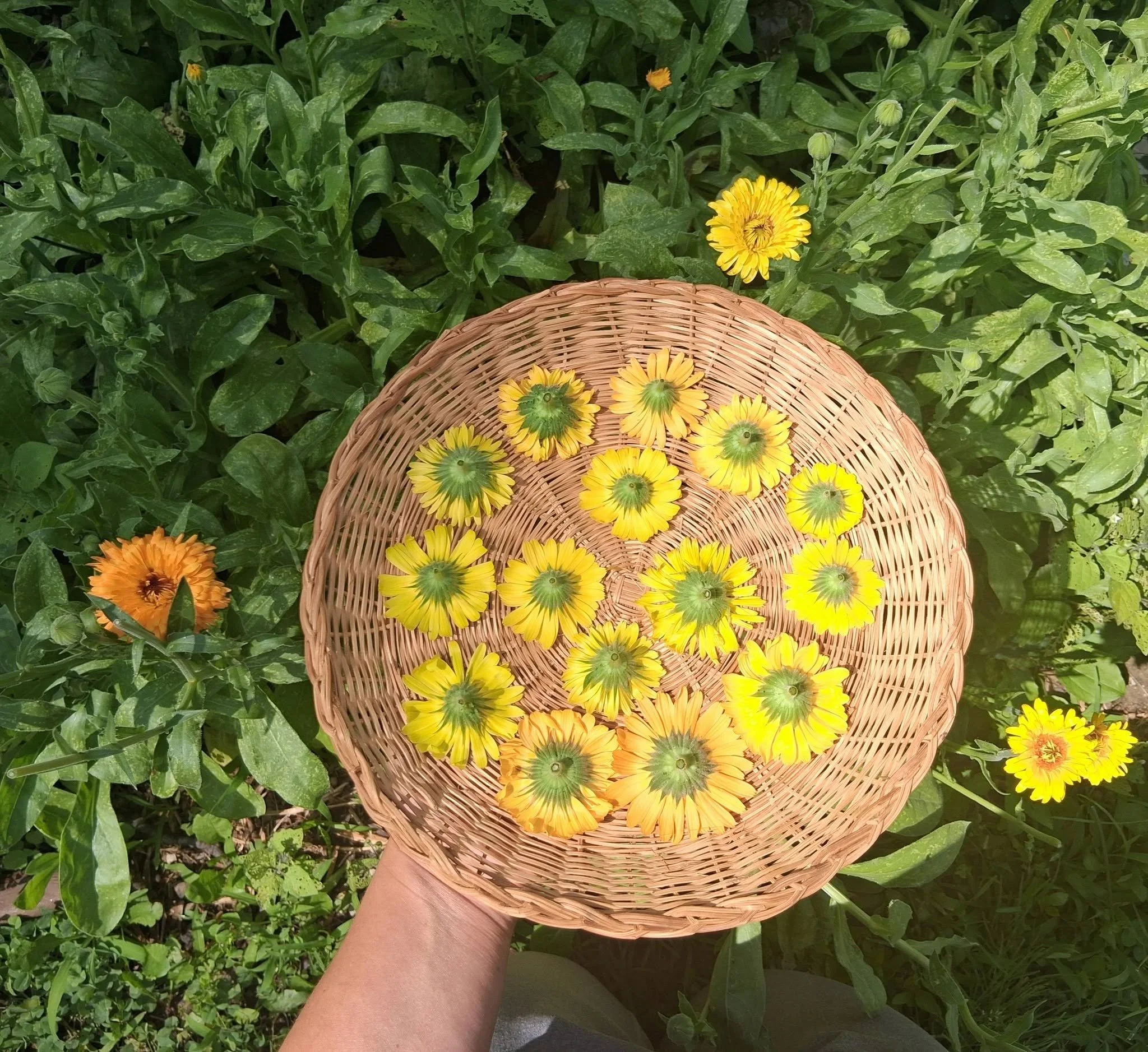 Calendula harvest.jpg