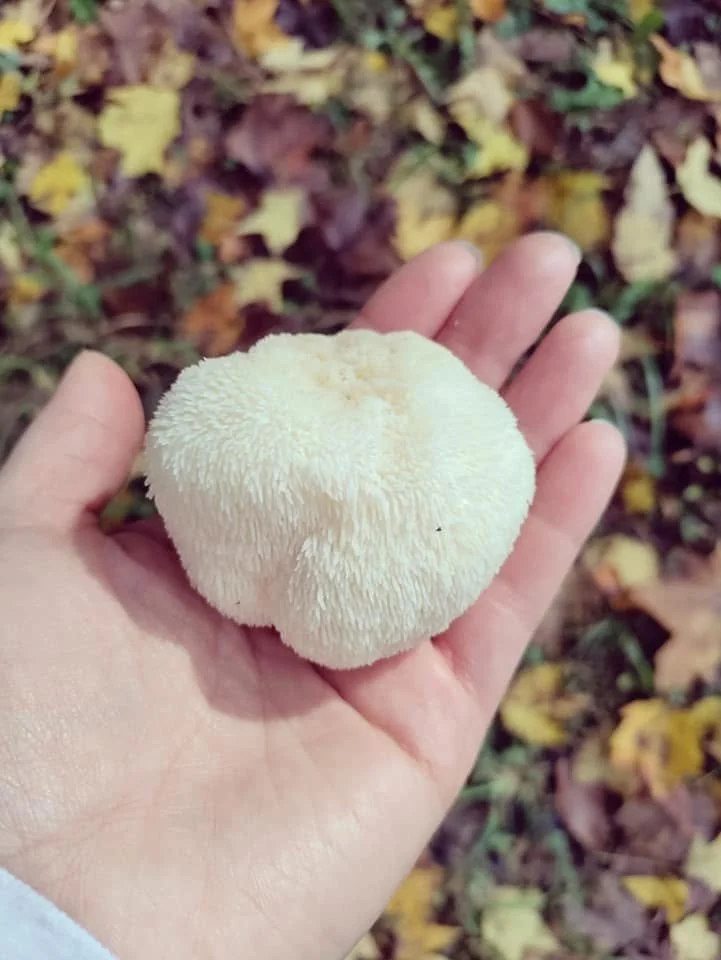 cute little lions mane.jpg