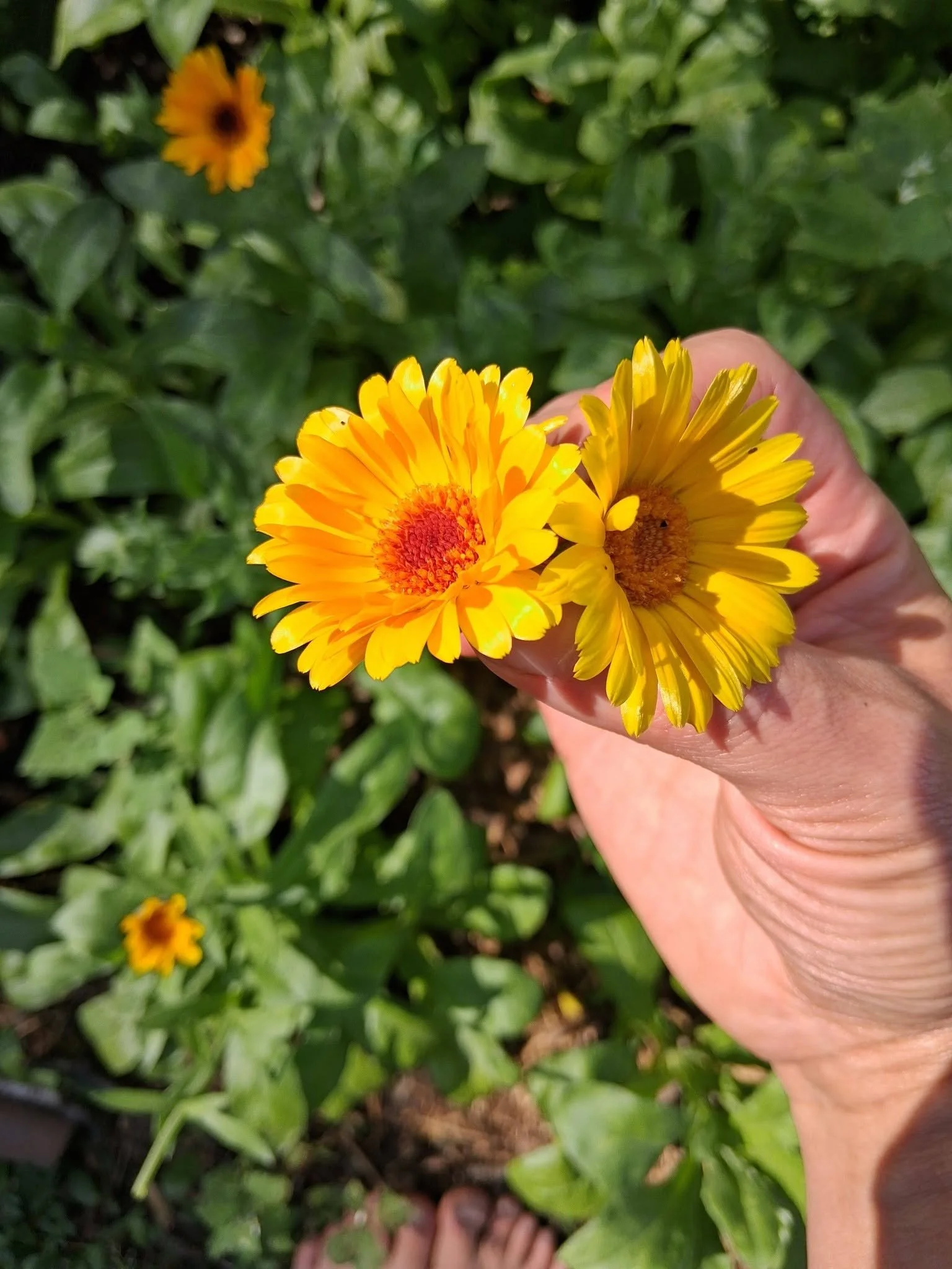 Calendula Bloom.jpg