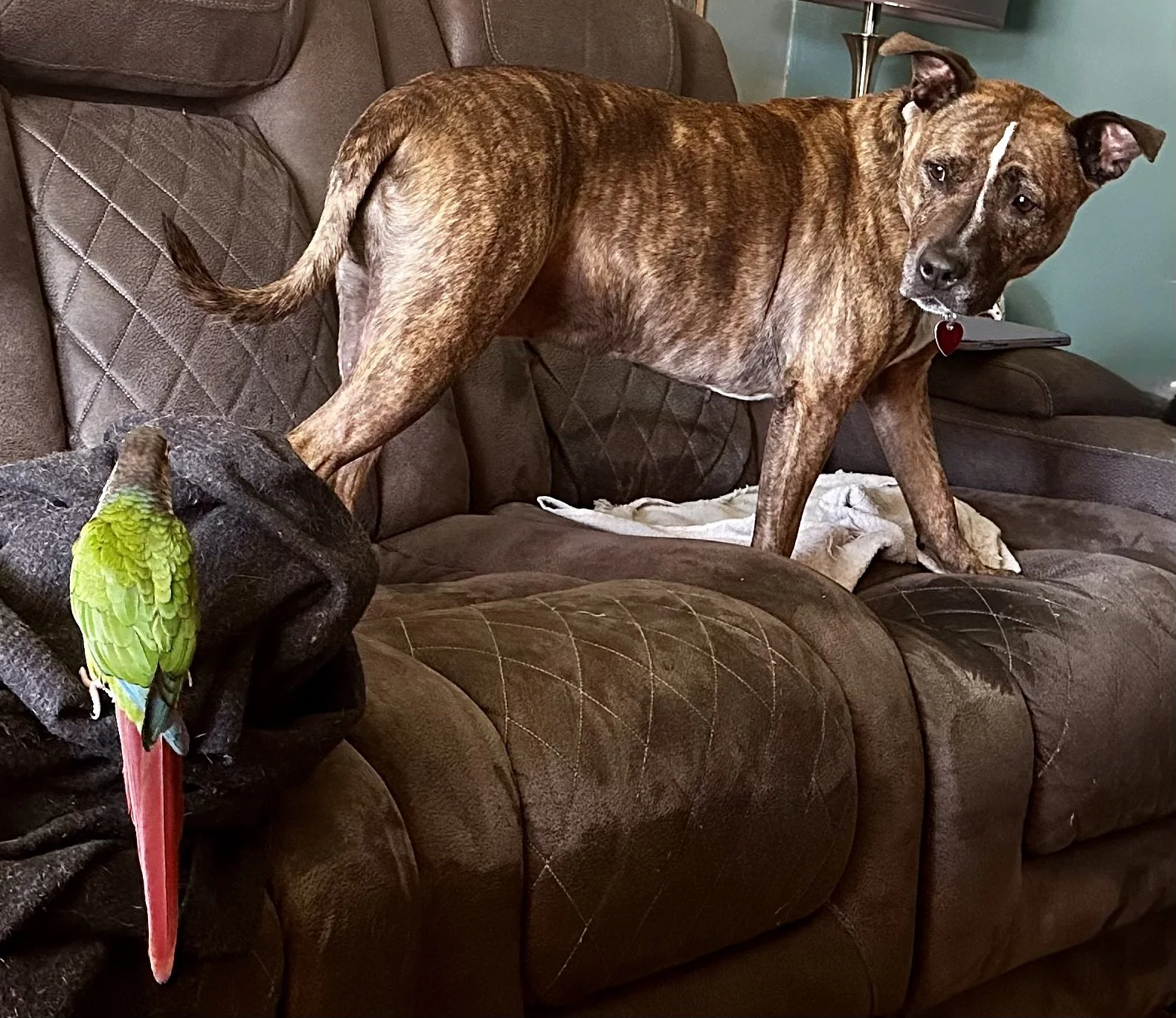  "Daisy (59 lbs.) looking little worried" 
"Floki (80g)" Captured 2024.05.19 
ISO 640 f1.78
