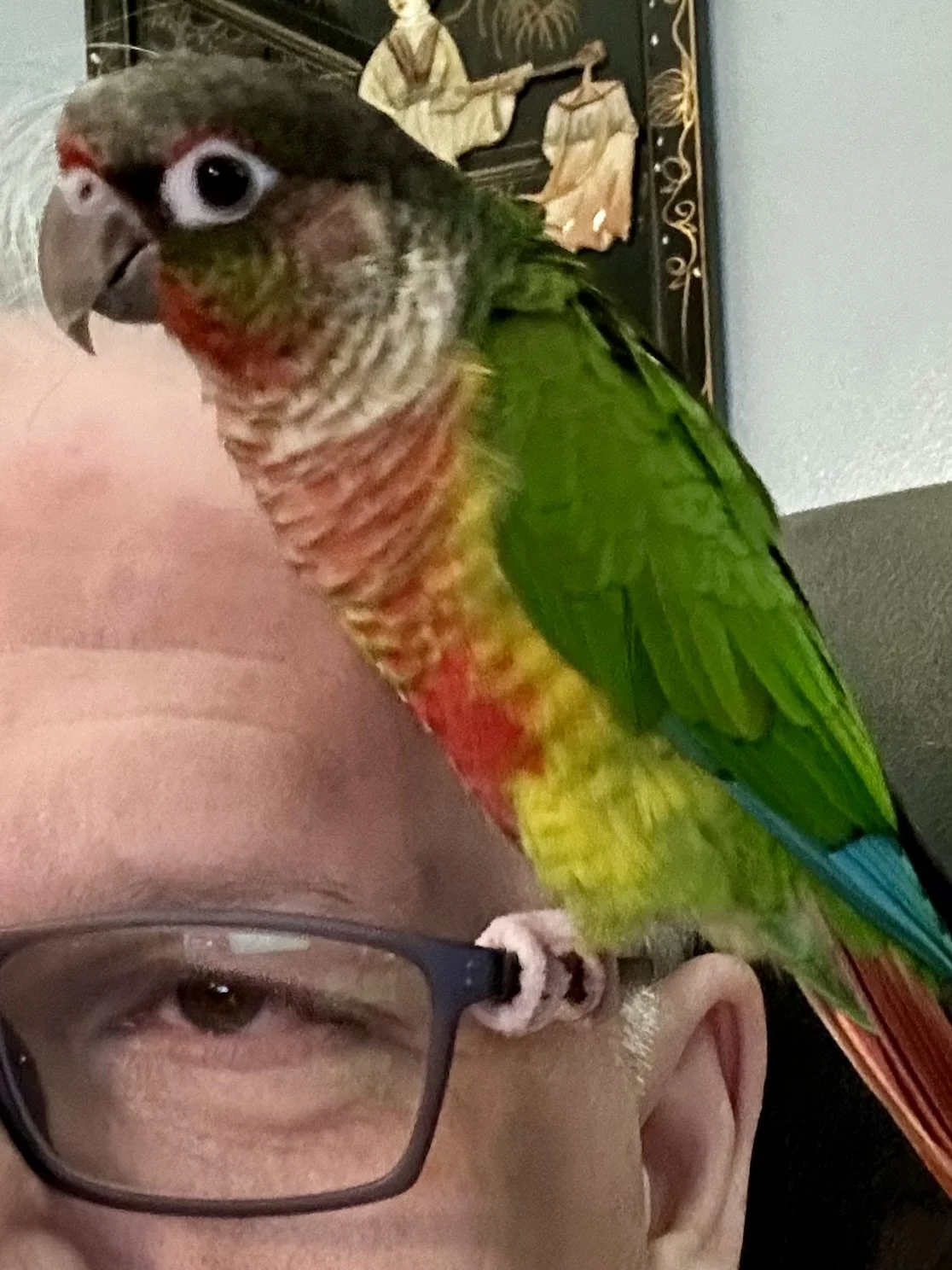"Floki" Green-Check Conure 
ISO 1000 f1.9 Captured 2024.02.09