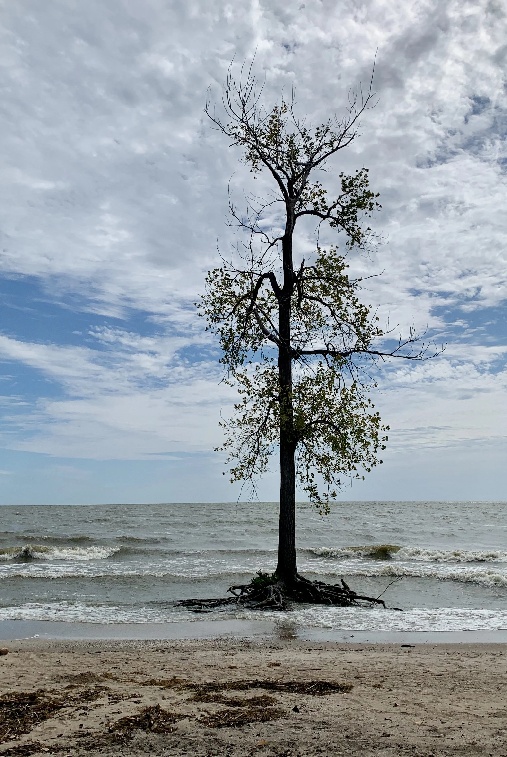 Sterling State Park, ISO 25  f/1.8 Captured 2019.08.31