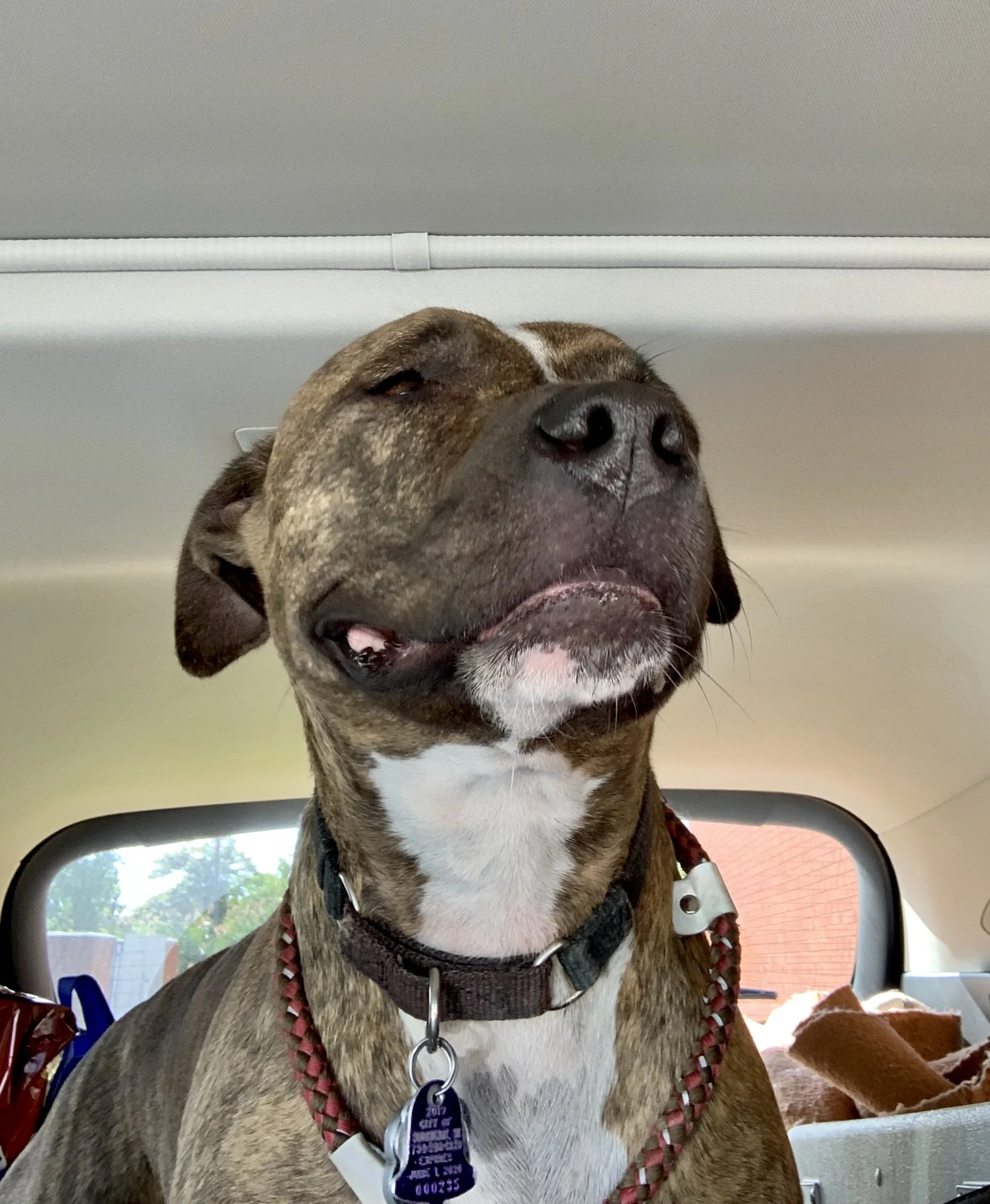 "Daisy's Road Trip" ISO 64 f2.2 
Captured 2019.10.04