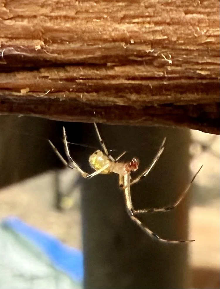 Brown Button Spider ISO 200 f2.2 Captured 2025.07.12