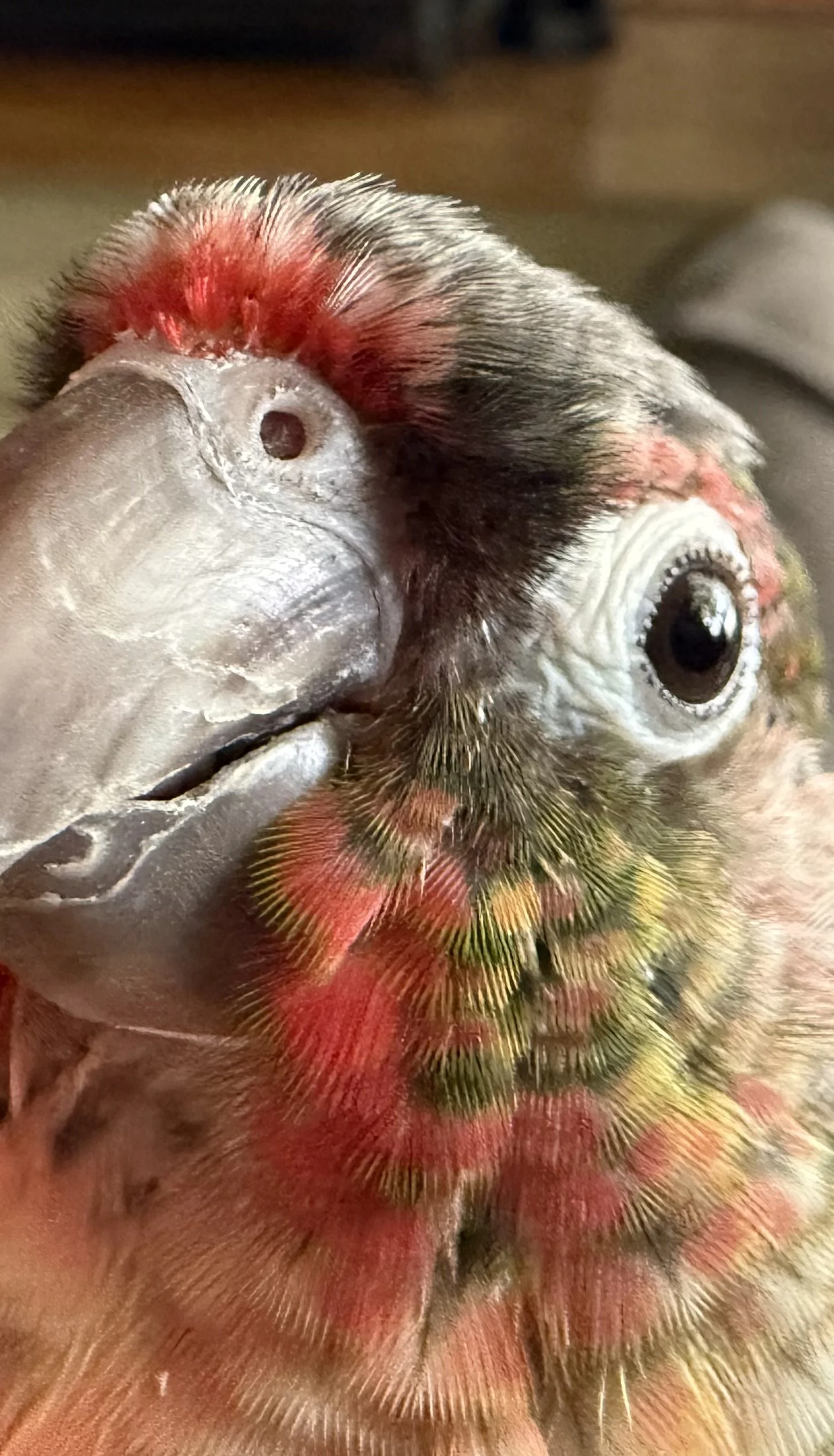 Floki_Green-Check Conure (Pyrrhura Molinae)
ISO 640 f2.2 Captured 2024.10.15