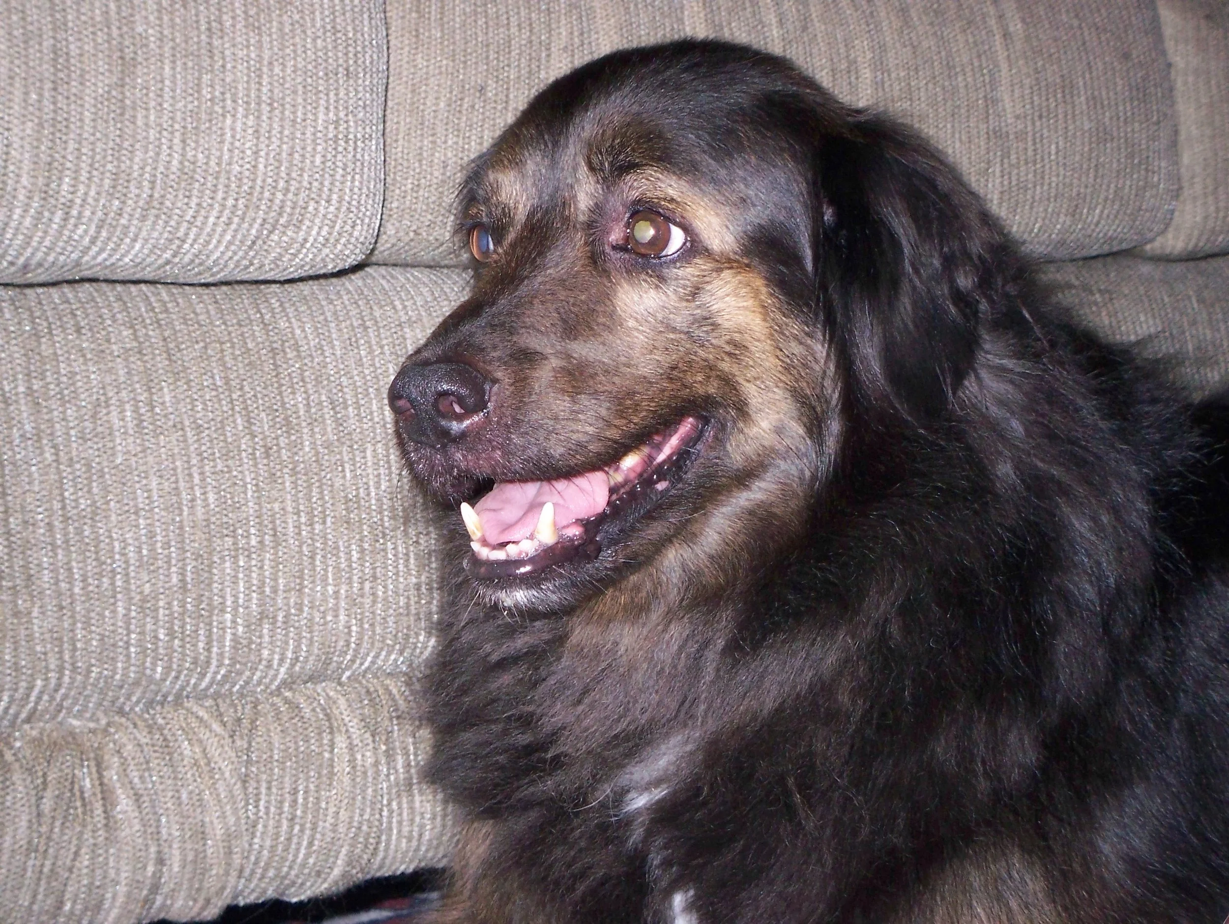 "MILO" THE MOST LOYAL OF PUPS 
& BEST BOY