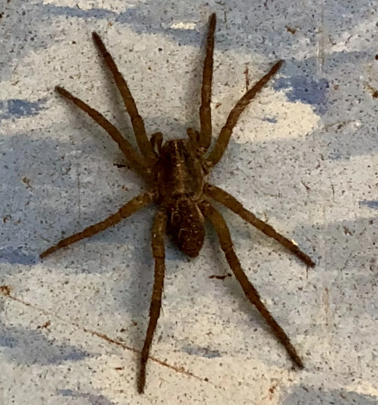 Tigrosa (Genus of Wolf spider) ISO 40 f1.8 Captured 2017.10.16