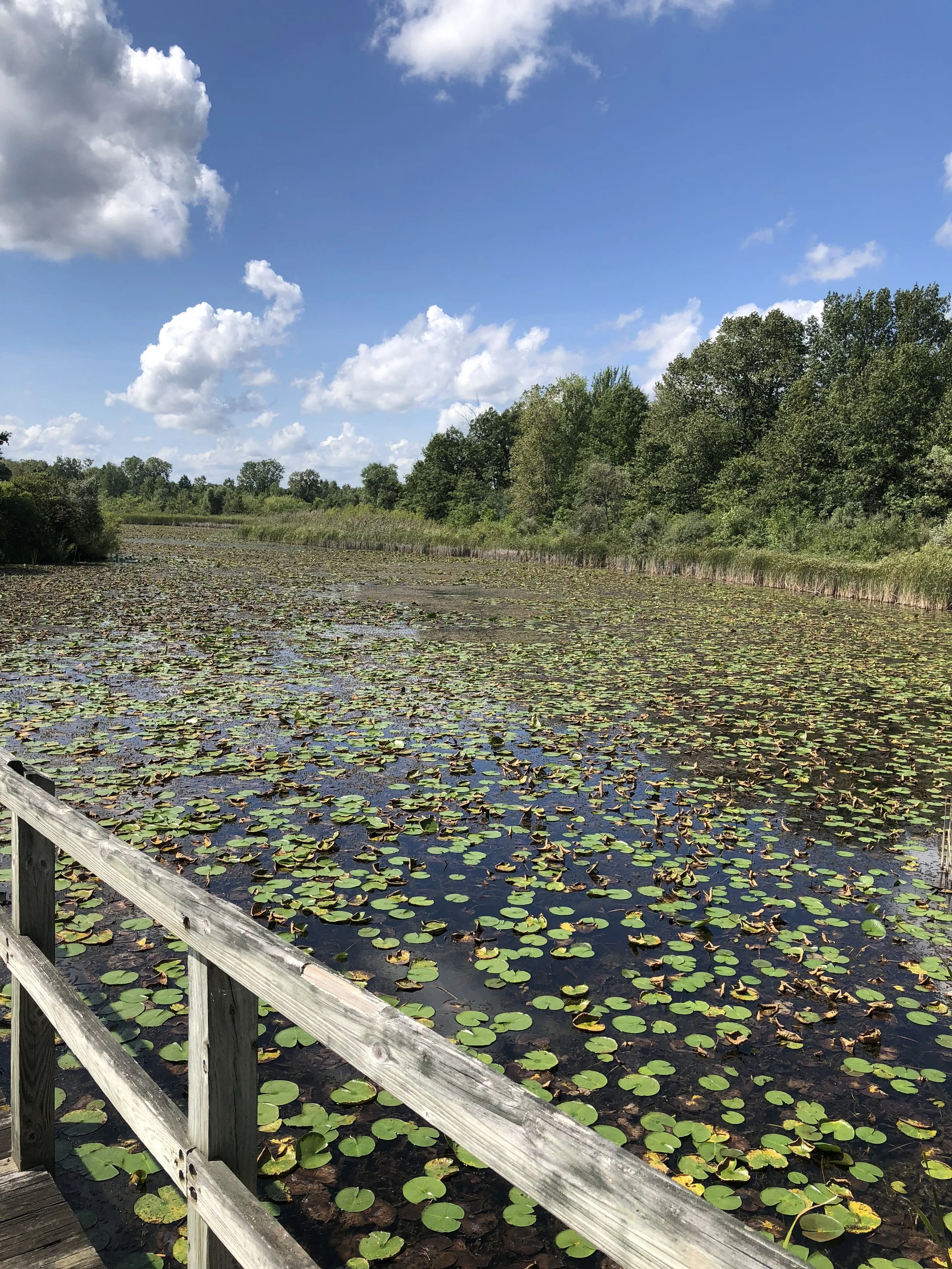 Crosswinds Marsh Wetlands Preserve
Captured 2018.09.02