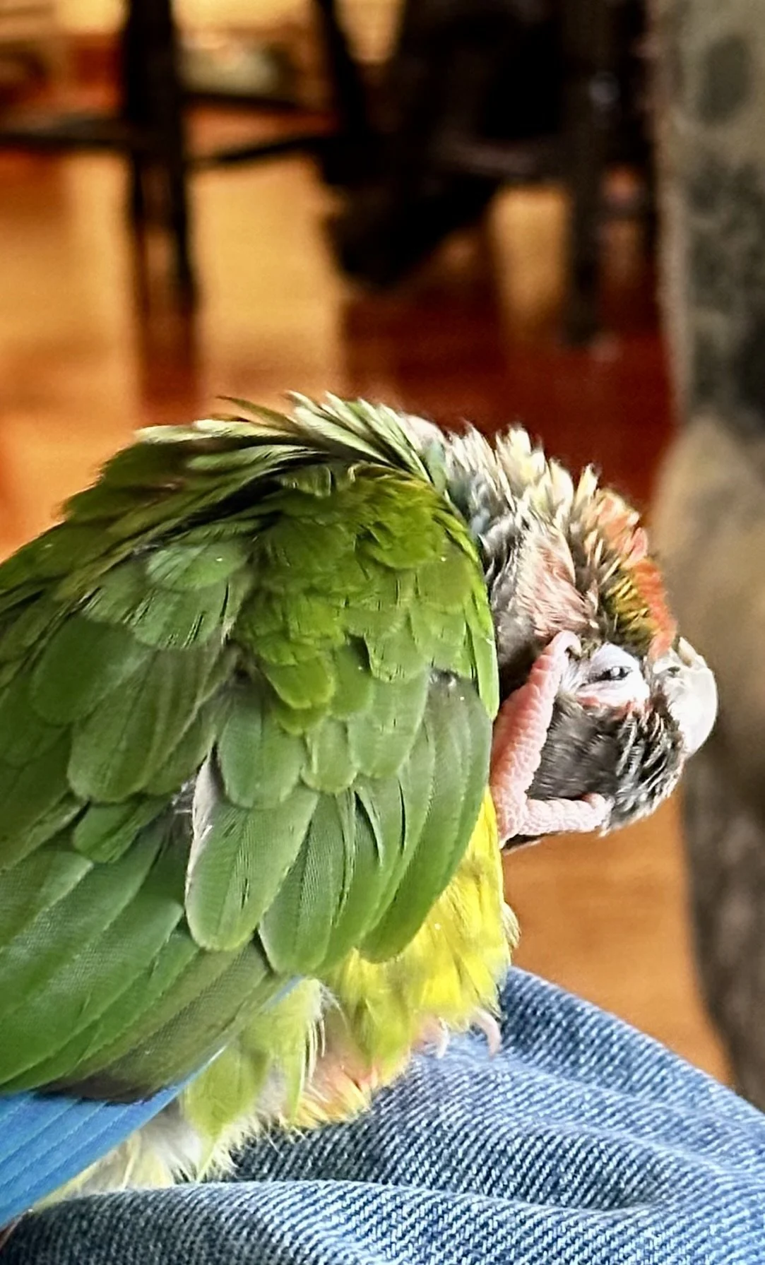 Floki_Green-Check Conure (Pyrrhura Molinae)
ISO 500 f1.78 Captured 2023.10.20