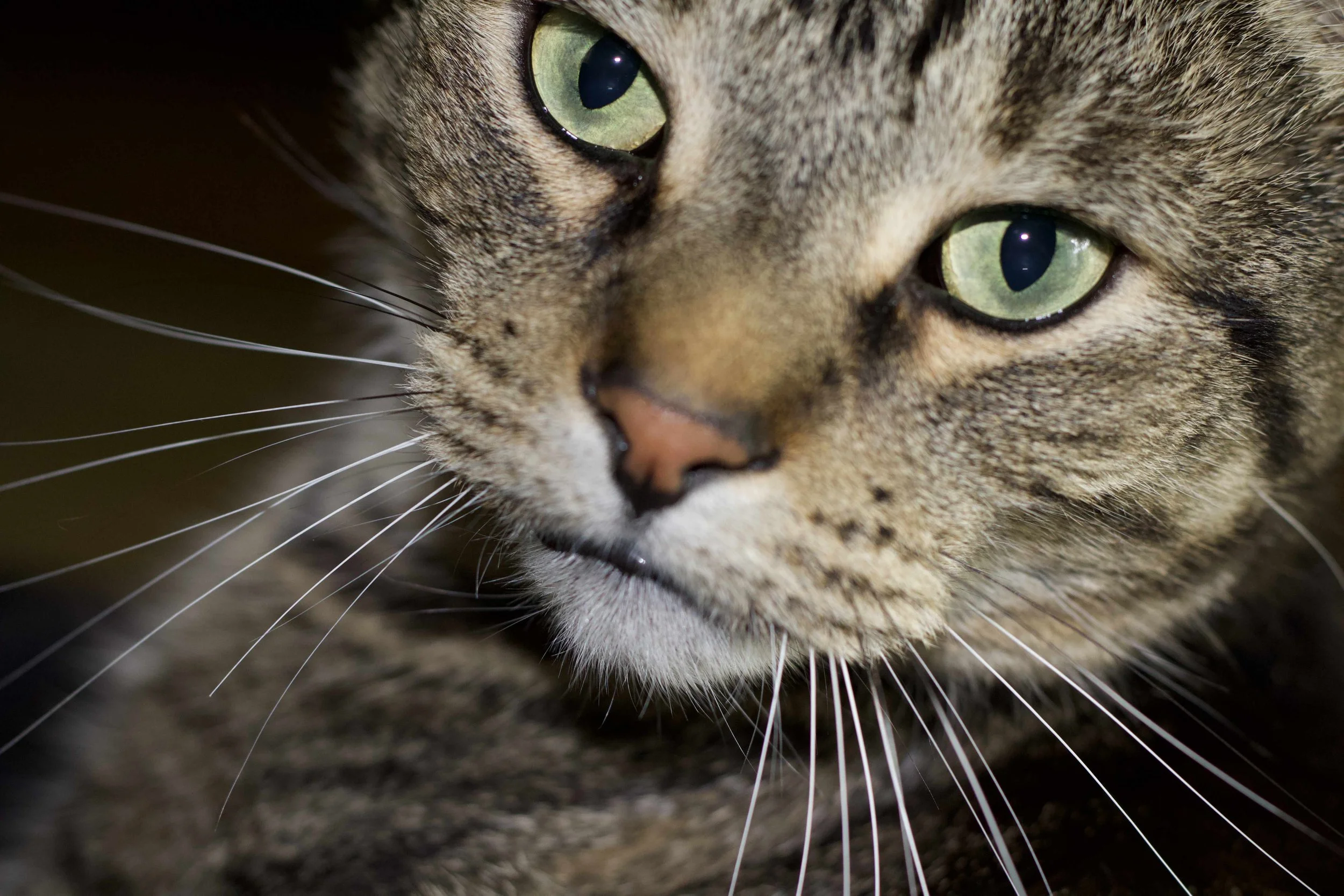 "ZEUS" ISO 800 f4
CAPTURED 2023.10.15