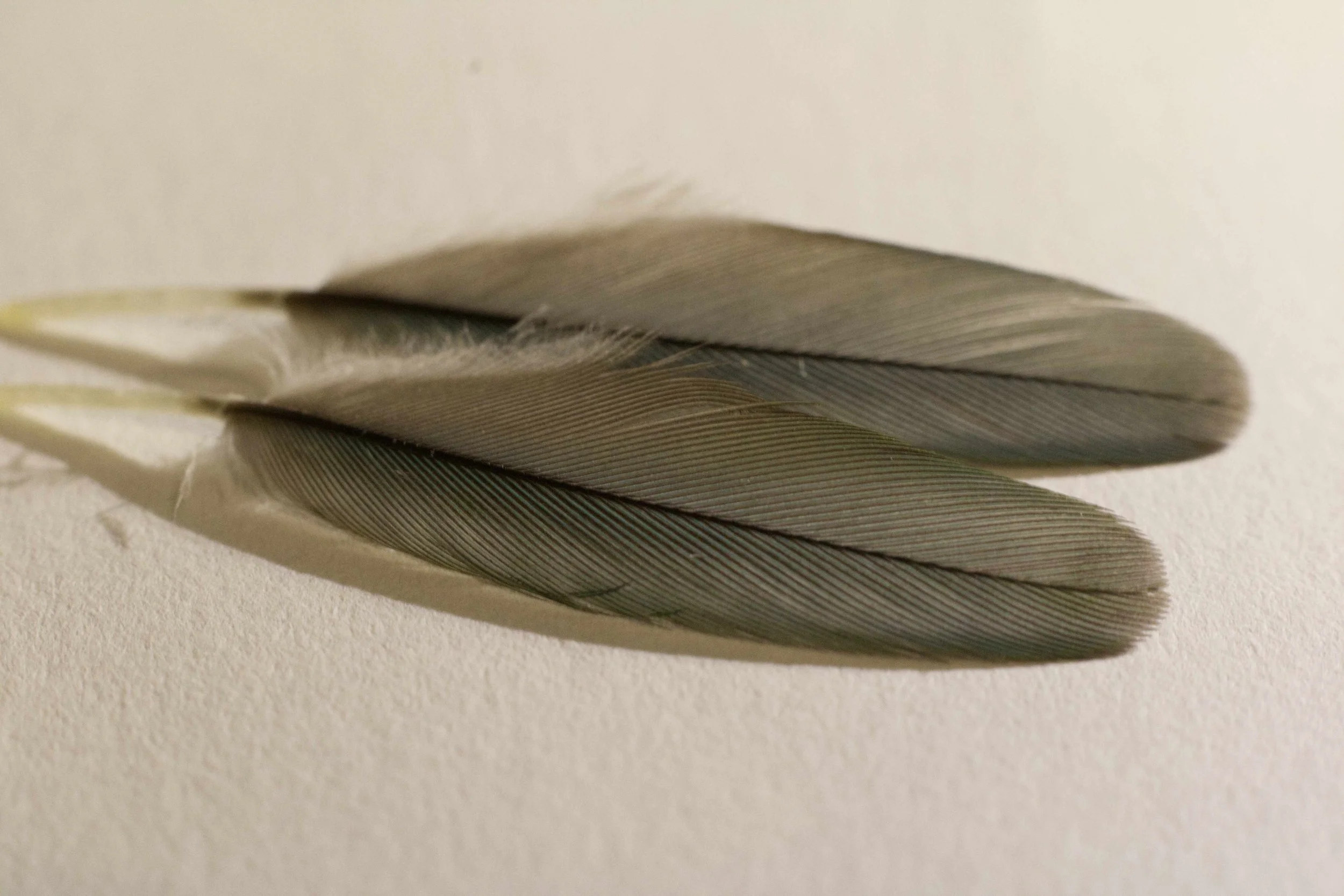 "FEATHERS"
Canon EOS Rebel T7 
50mm f/9
Captured 2023.11.25