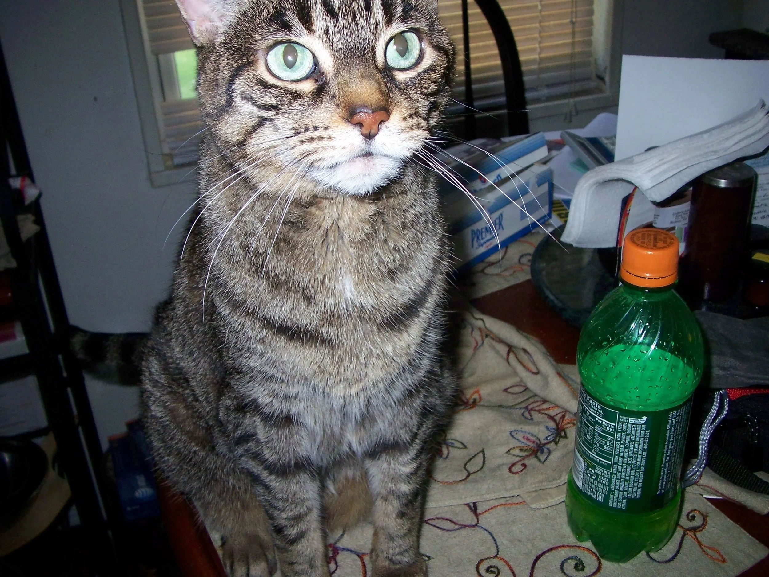 "ZOEY" LARGE & IN CHARGE; 
THE QUEEN.....