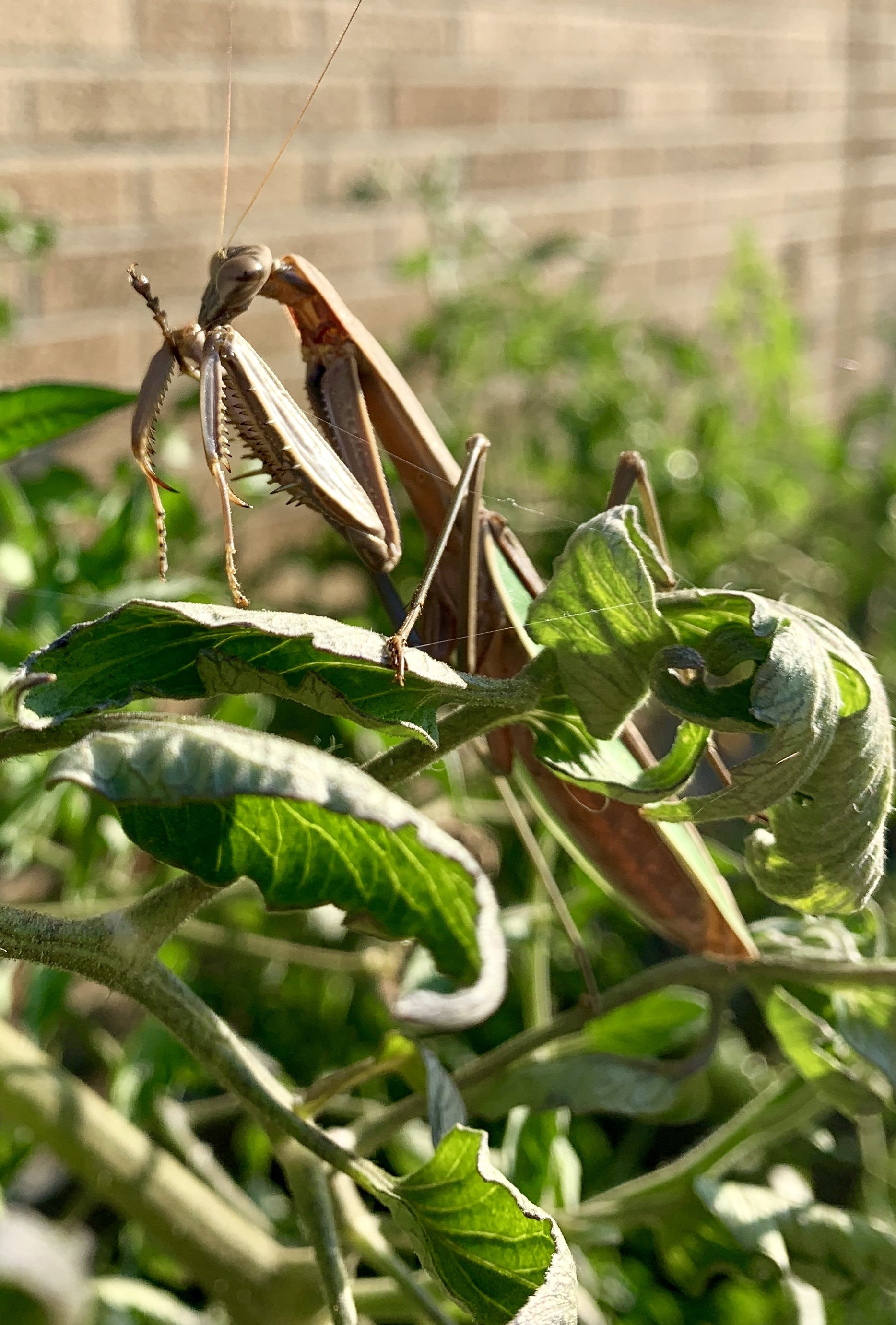 Praying Mantis ISO 25 f1.8 Captured 2019.09.11