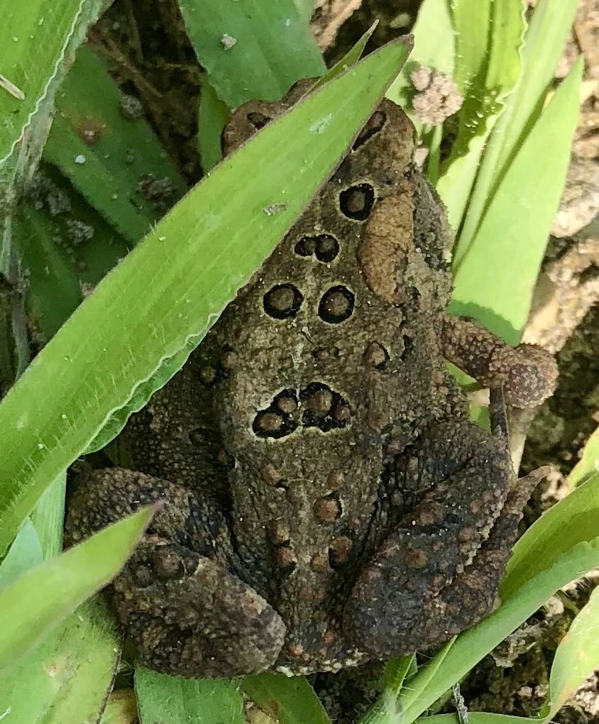 American Toad ISO 20 f1.8 
Captured 2018.08.27