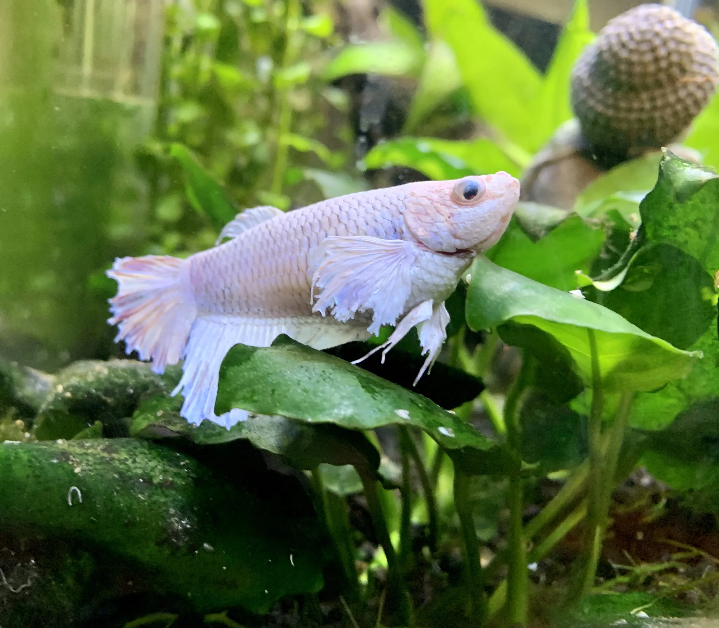 Siamese Fighting Fish ISO 320 f1.8
Captured 2020.03.28