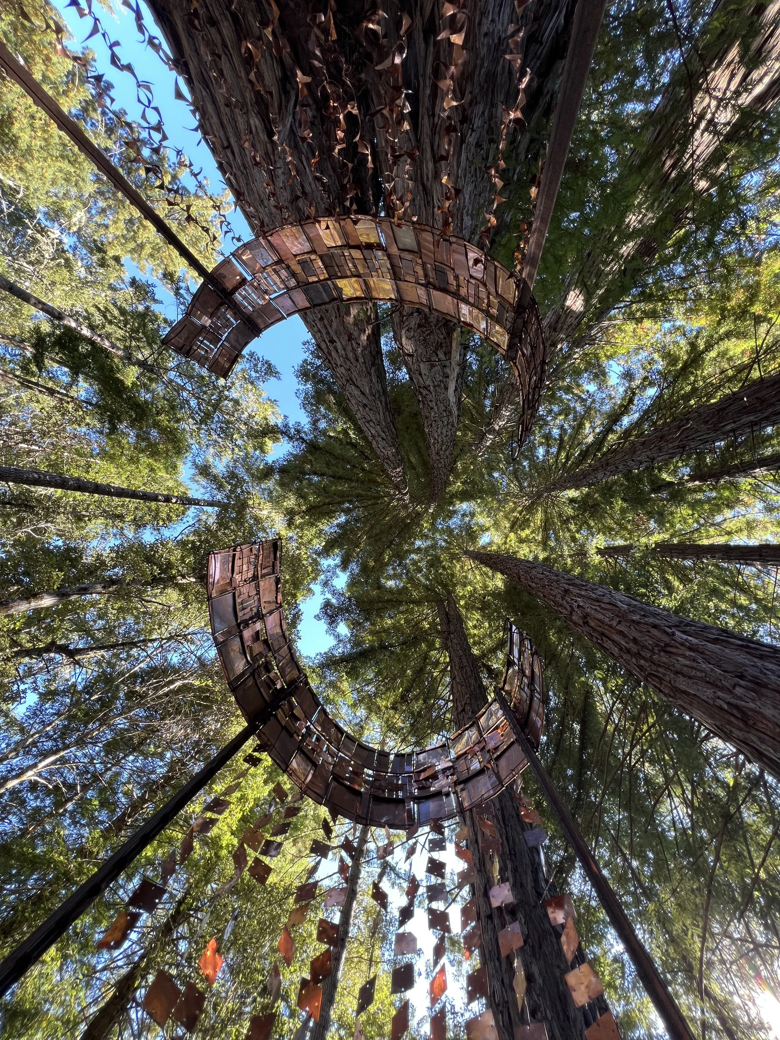 Canopy