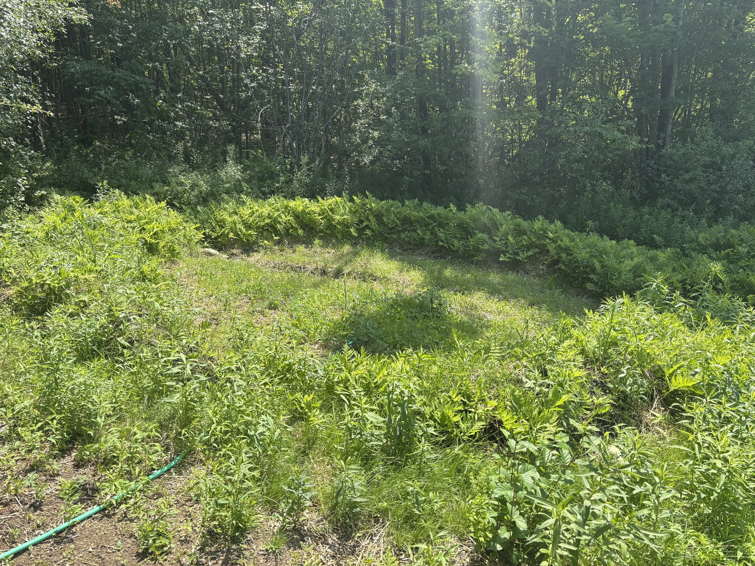 Photo taken in late summer. Ferns and wildflowers growing. Photo by Candace Jensen.